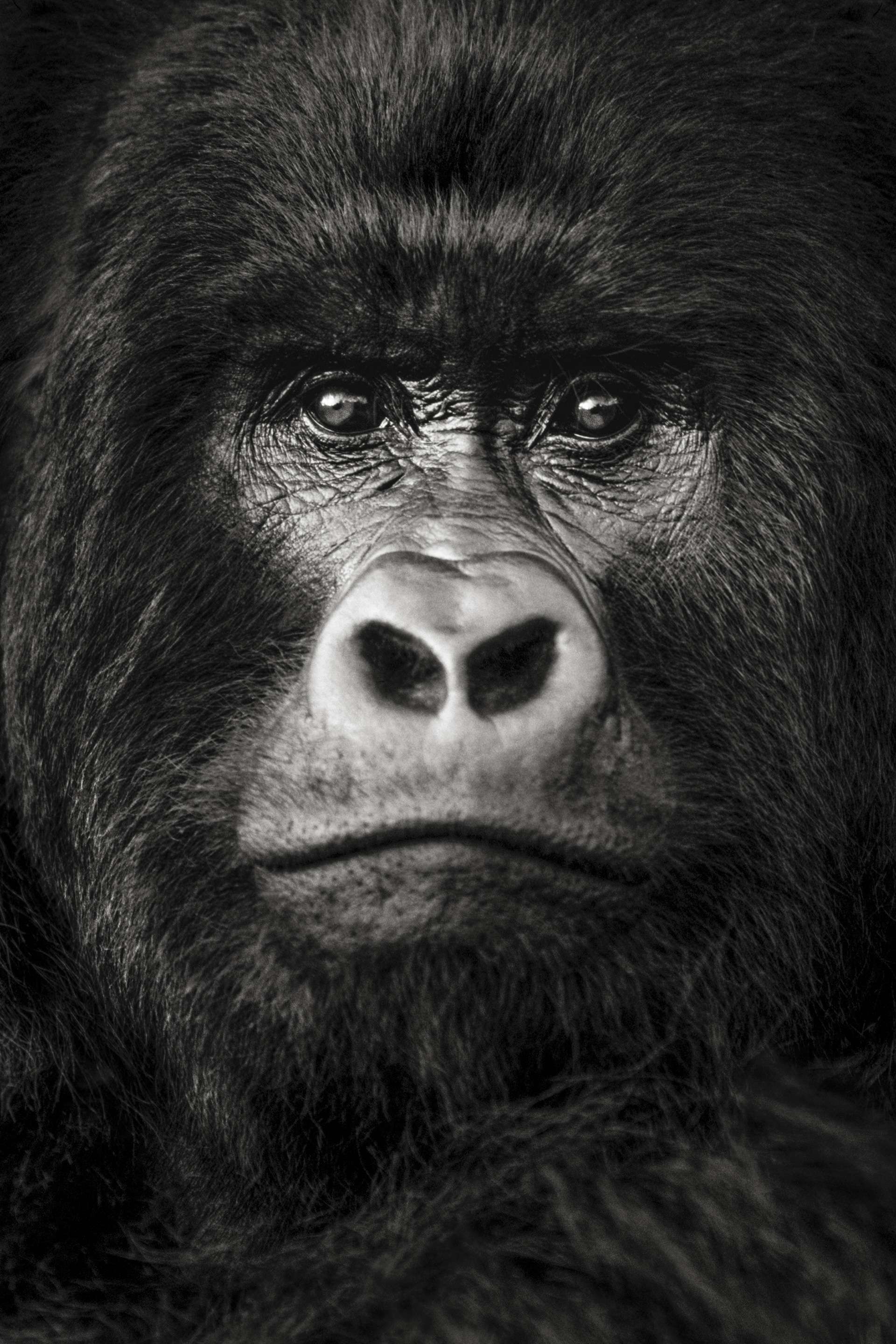 Photographie de Gilles Martin d'un gorille de montagne du Congo-RDC