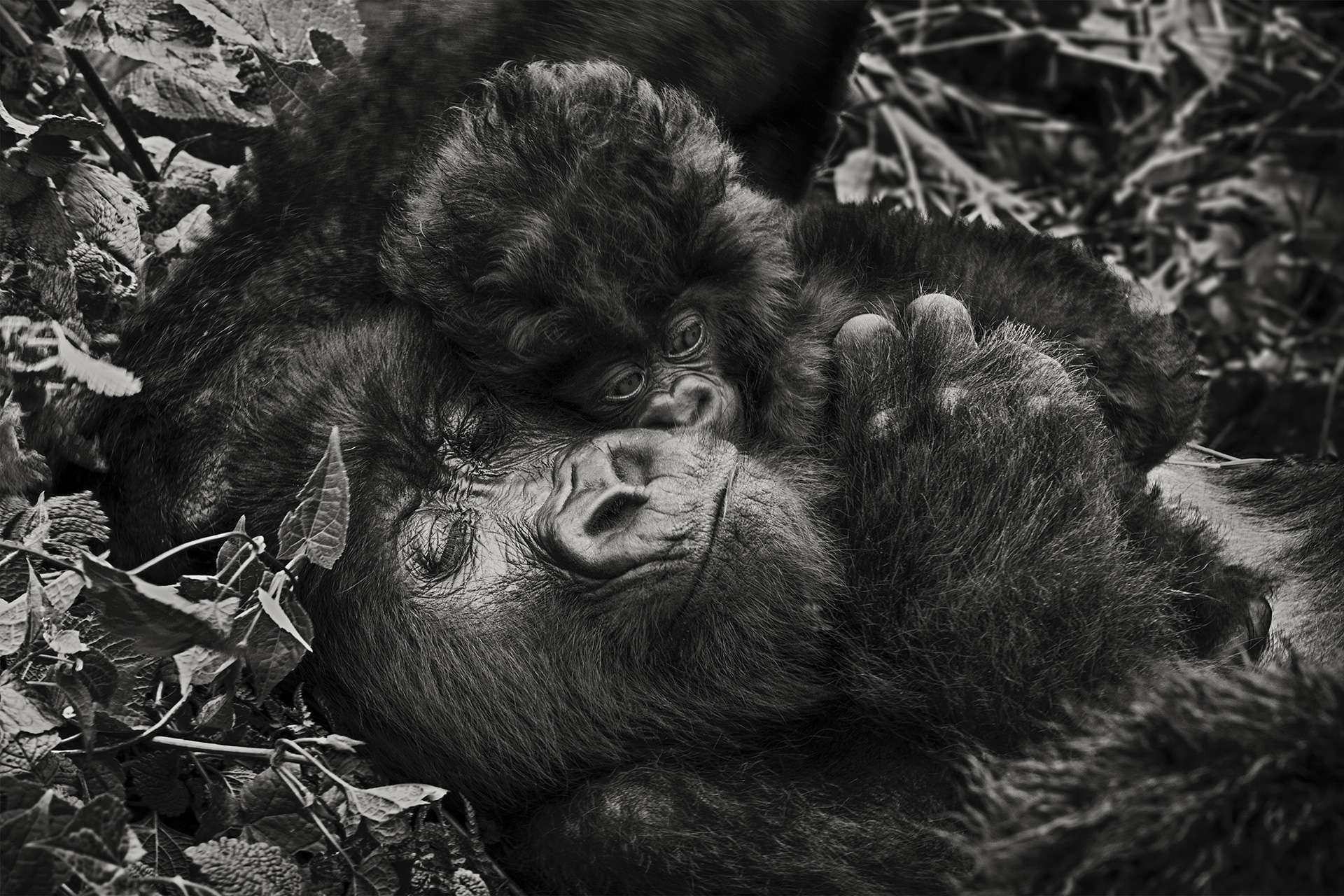 Photographie de Gilles Martin d'un gorille de montagne du Congo-RDC