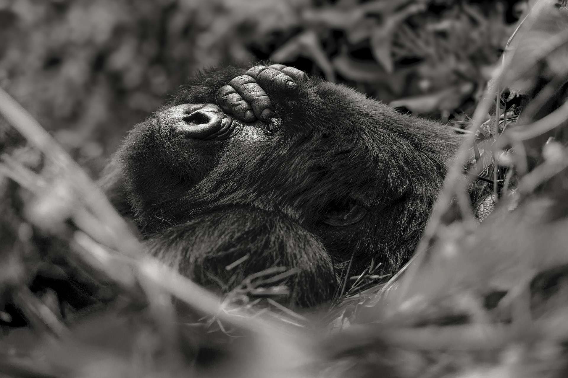 Photographie de Gilles Martin d'un gorille de montagne du Rwanda