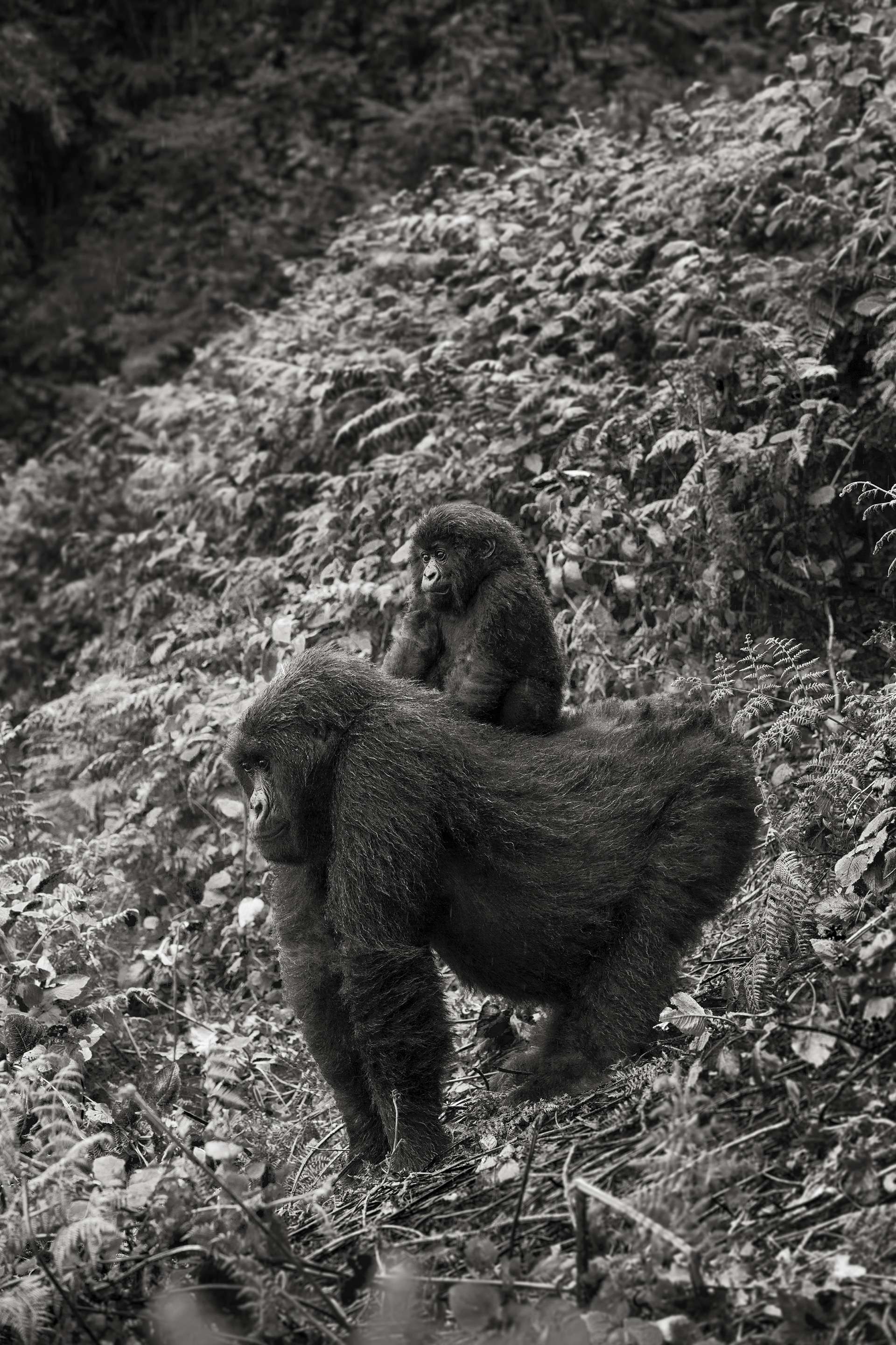 Photographie de Gilles Martin d'un gorille de montagne du Rwanda