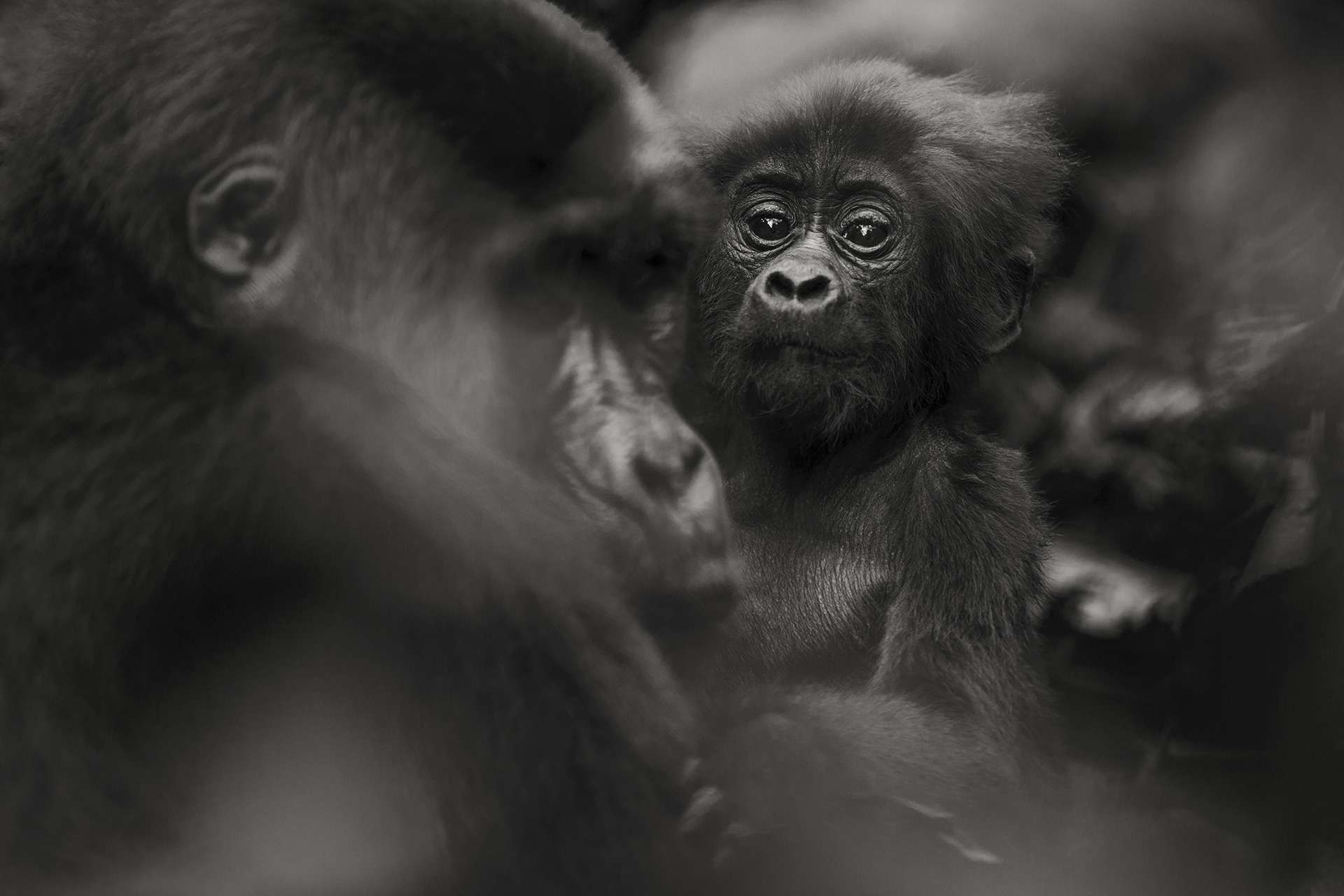 Photographie de Gilles Martin d'un gorille de montagne du Rwanda