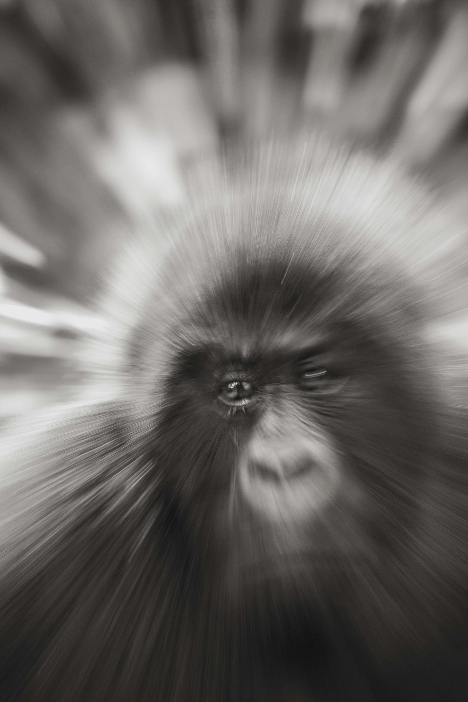 Photographie de Gilles Martin d'un gorille de montagne du Rwanda