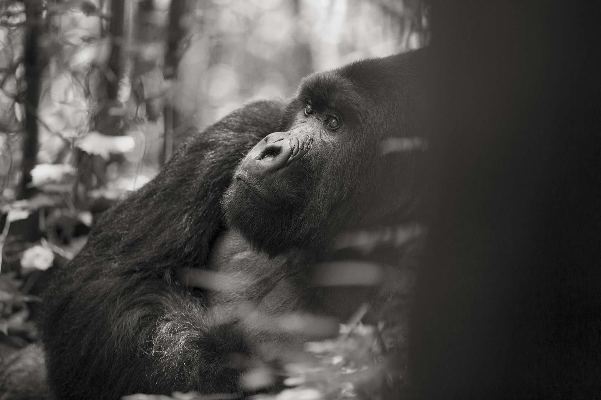 Photographie de Gilles Martin d'un gorille de montagne du Rwanda