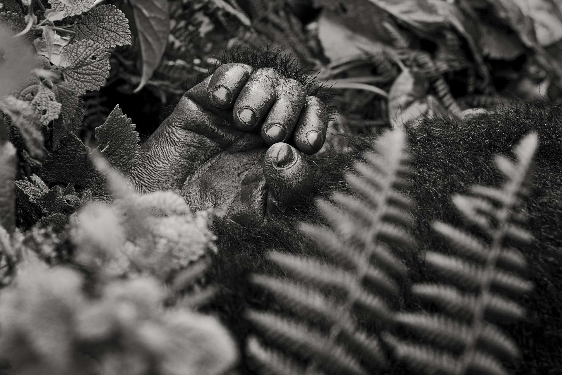 Gilles Martin's photograph of a gorilla from Rwanda