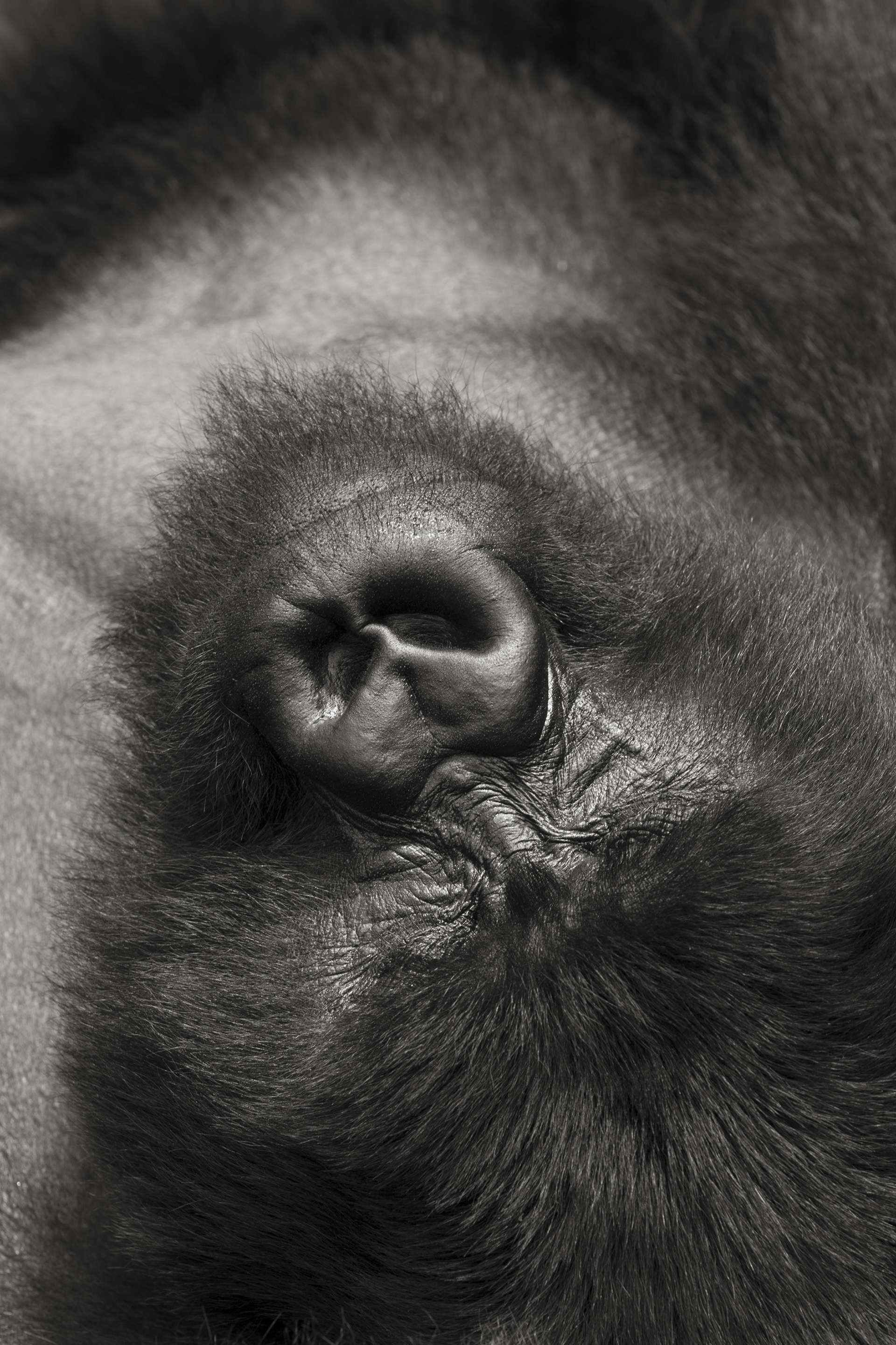 Gilles Martin's photograph of a gorilla from Rwanda