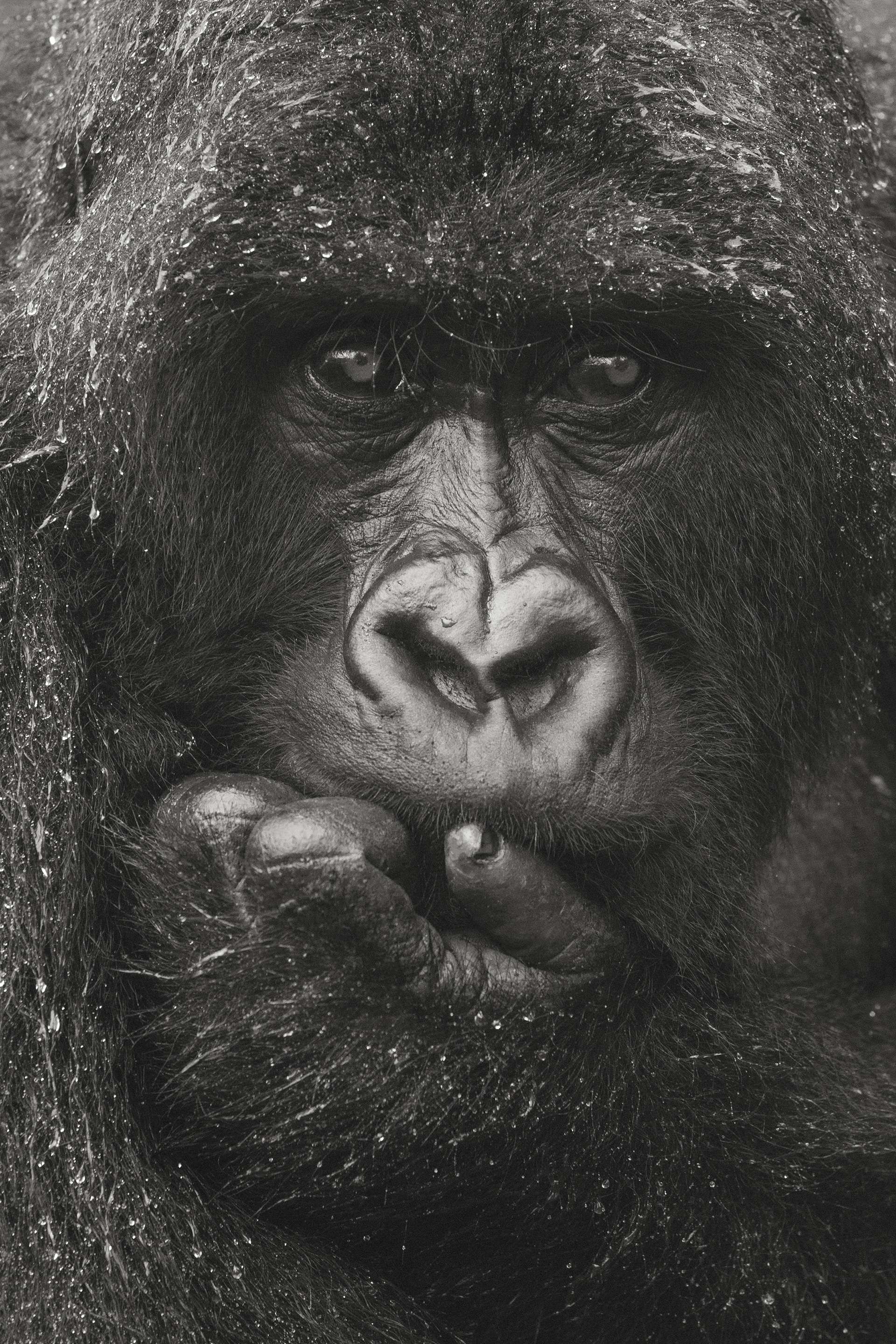 Photographie de Gilles Martin d'un gorille de montagne du Rwanda