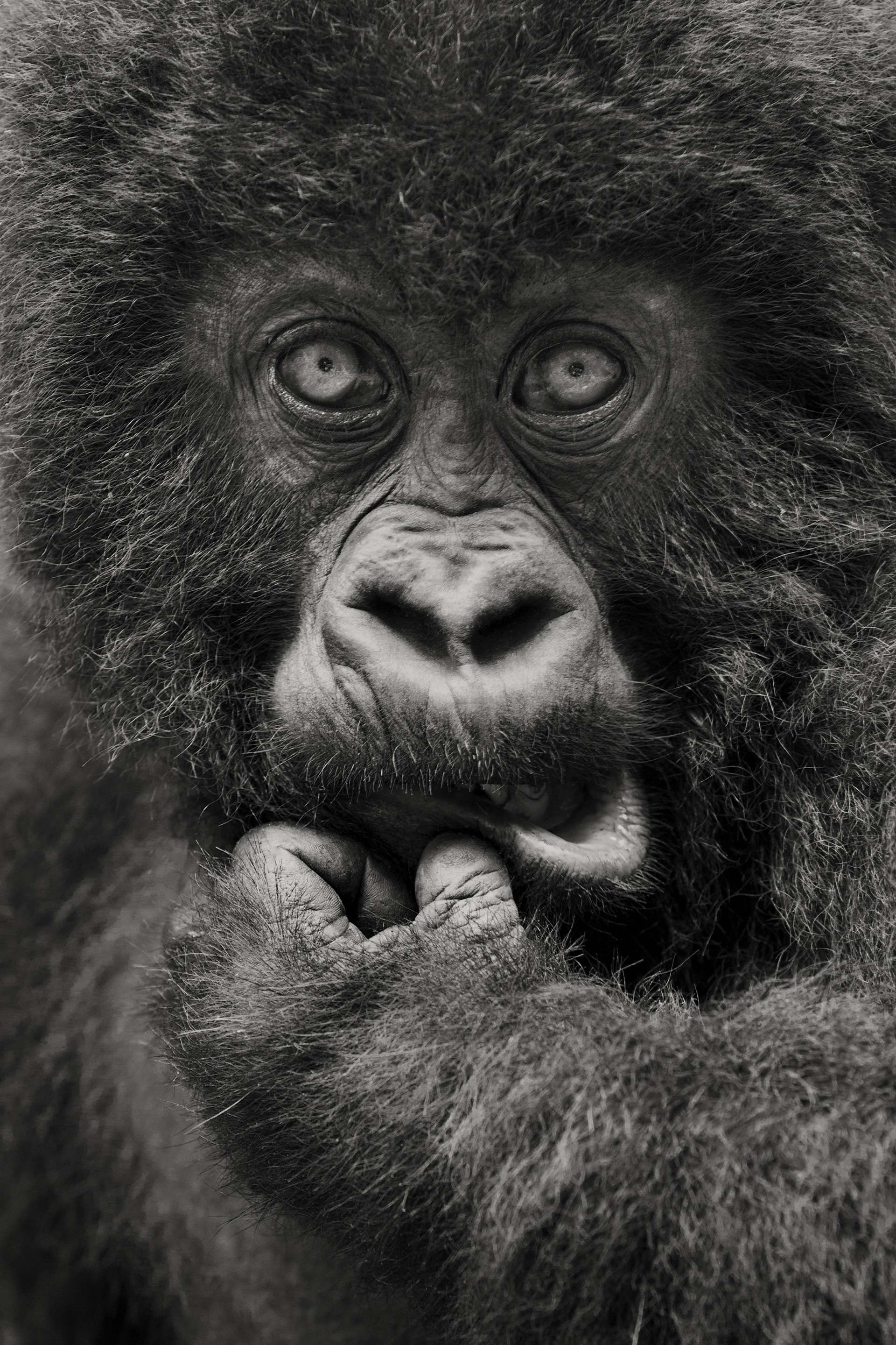 Photographie de Gilles Martin d'un gorille de montagne du Rwanda