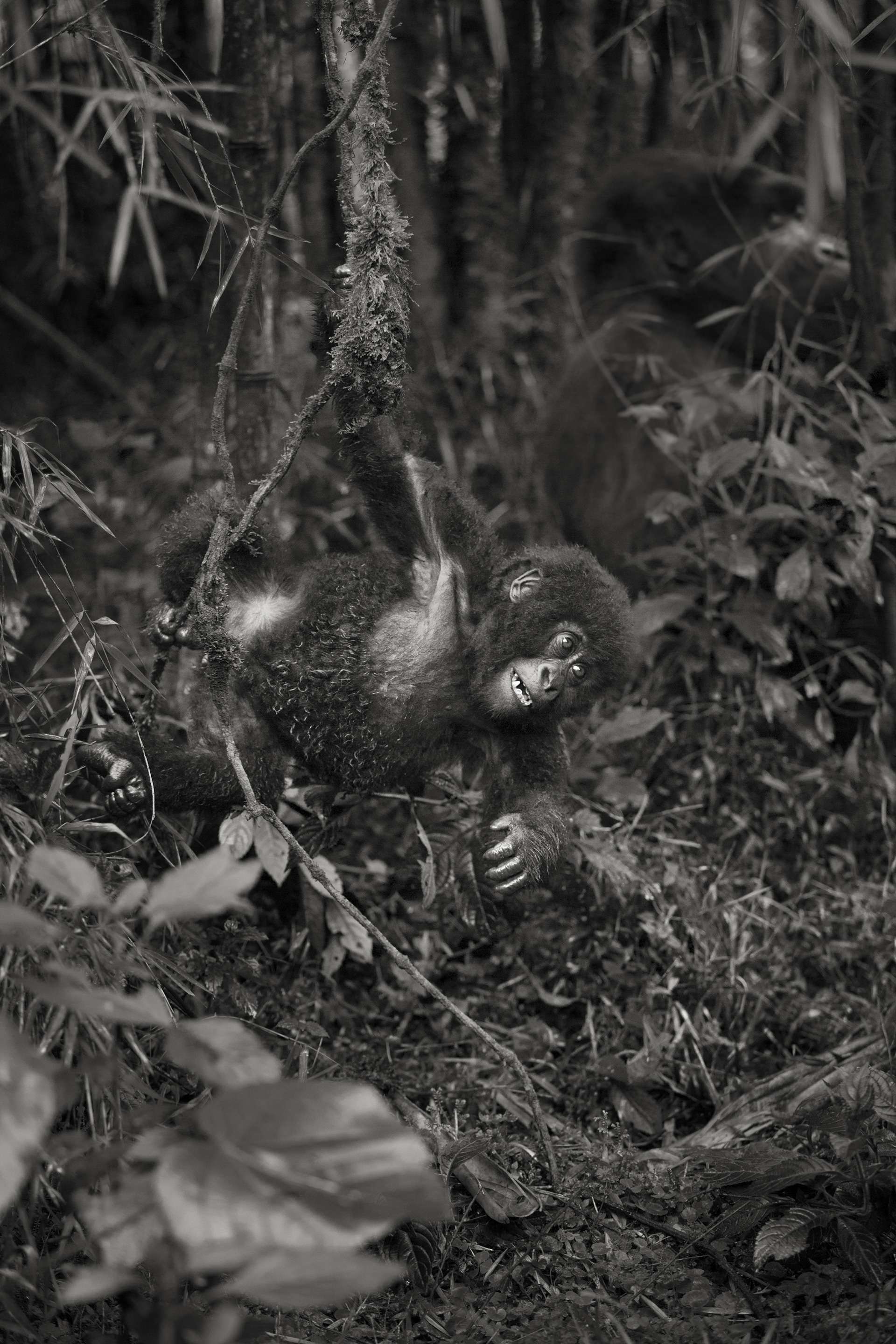 Photographie de Gilles Martin d'un gorille de montagne du Rwanda