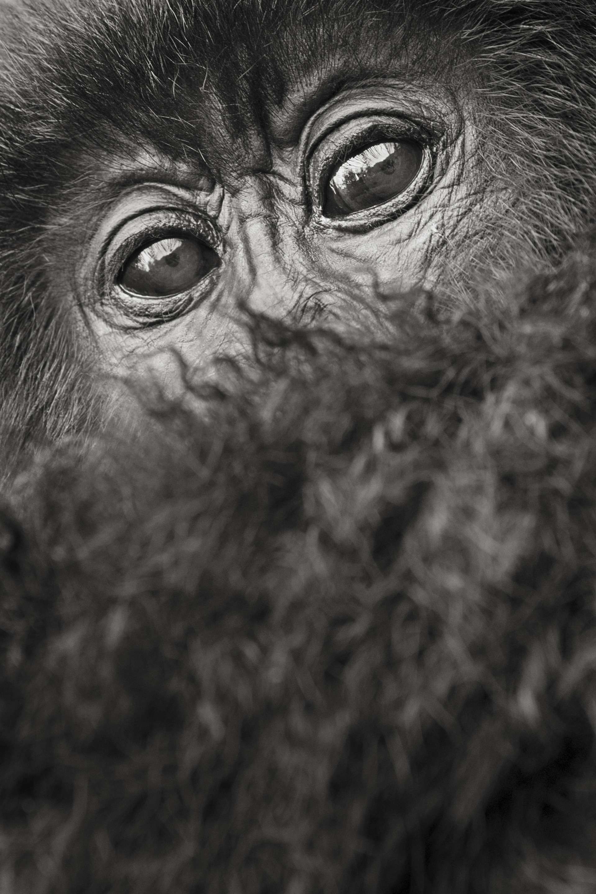 Photographie de Gilles Martin d'un gorille de montagne du Rwanda