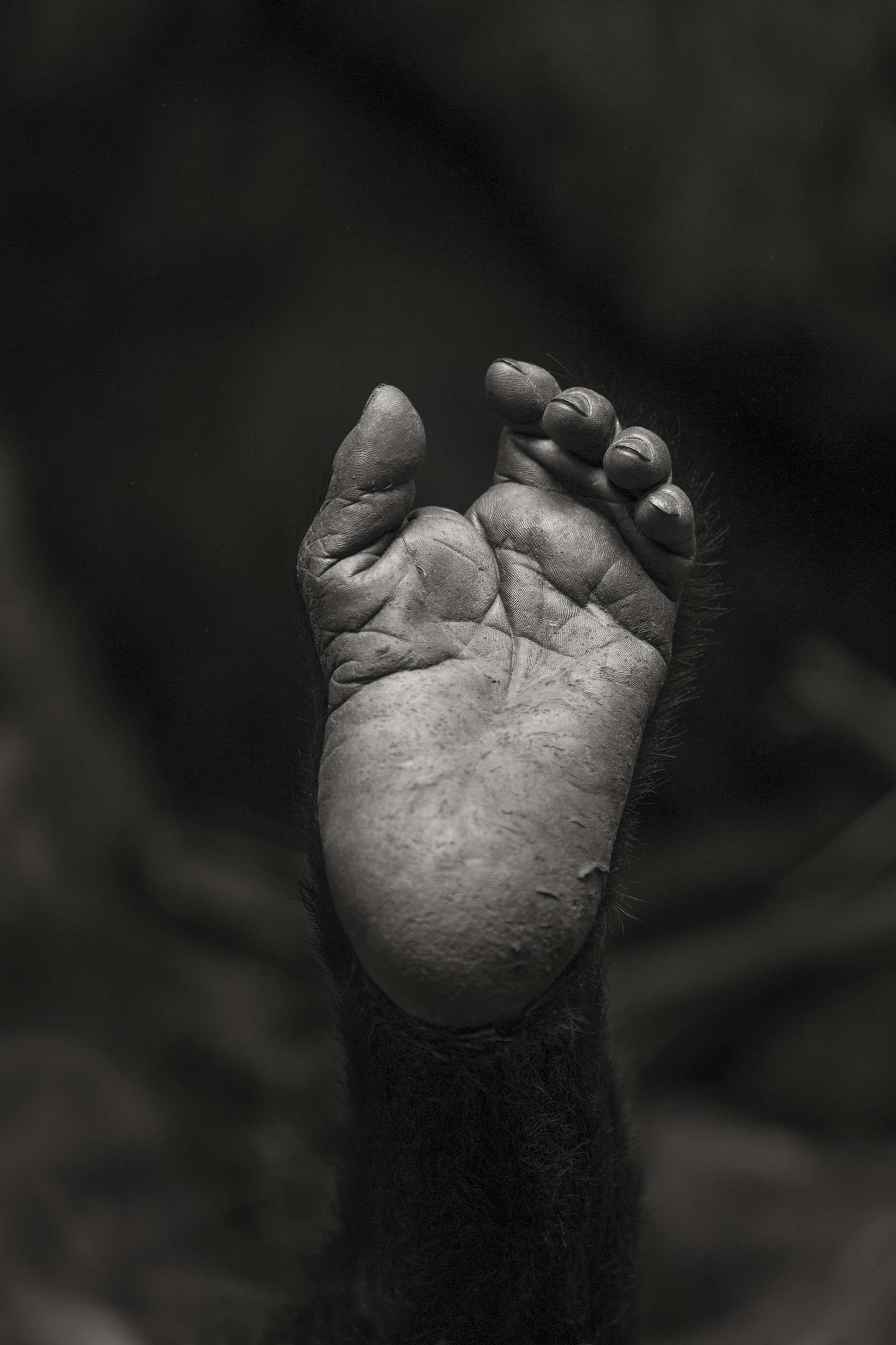 Gilles Martin's photograph of a gorilla from Rwanda