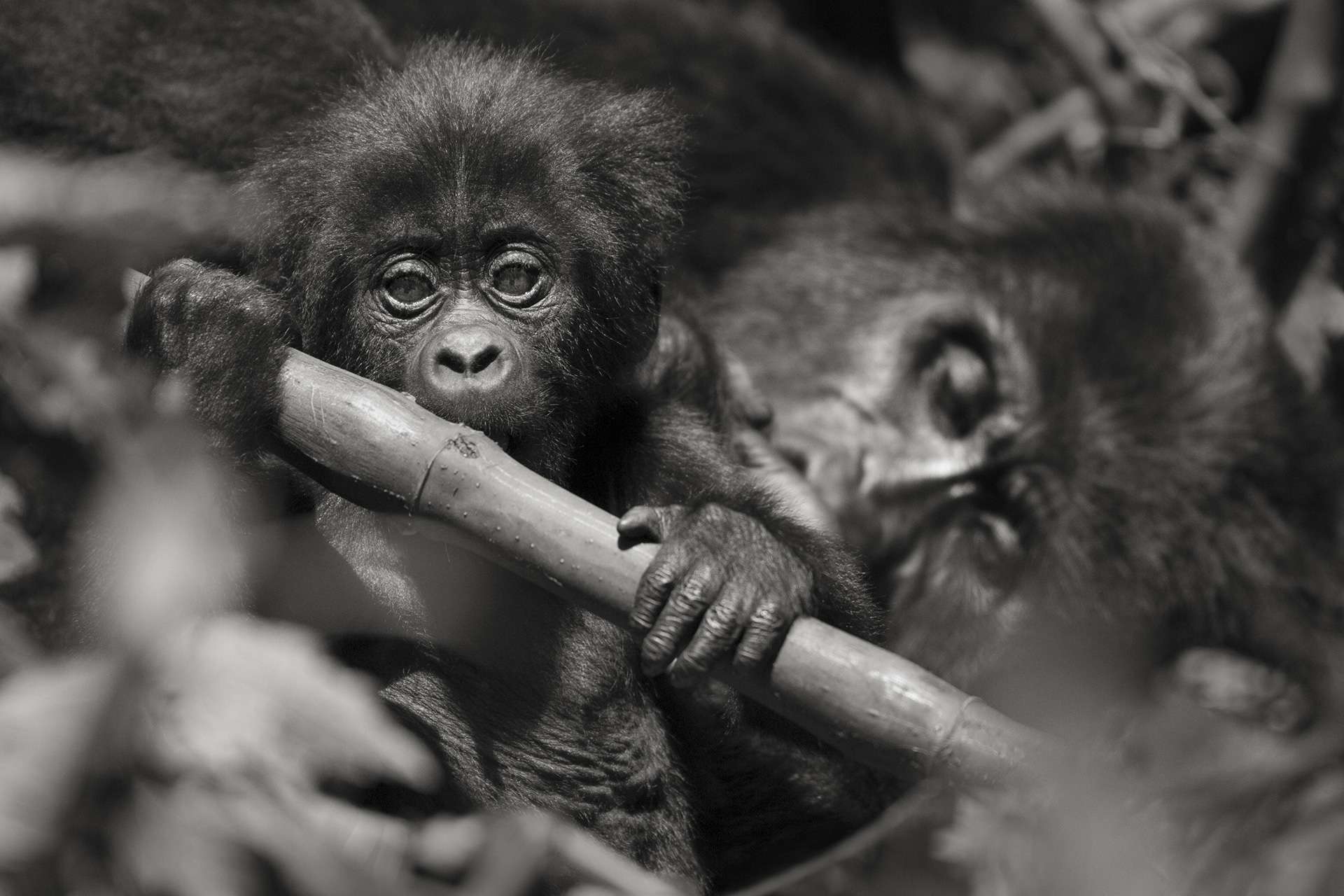 Photographie de Gilles Martin d'un gorille de montagne du Rwanda