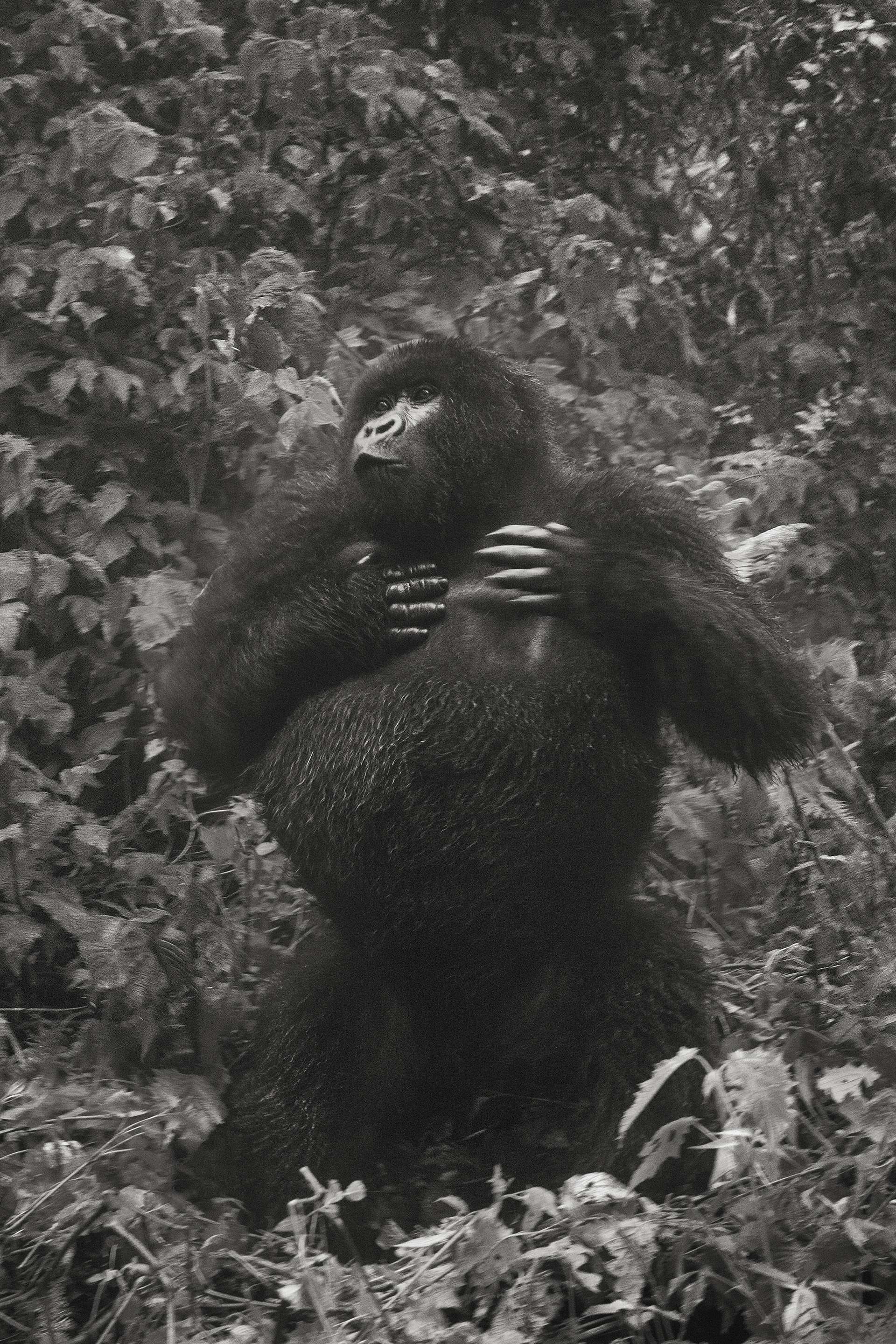 Gilles Martin's photograph of a gorilla from Rwanda