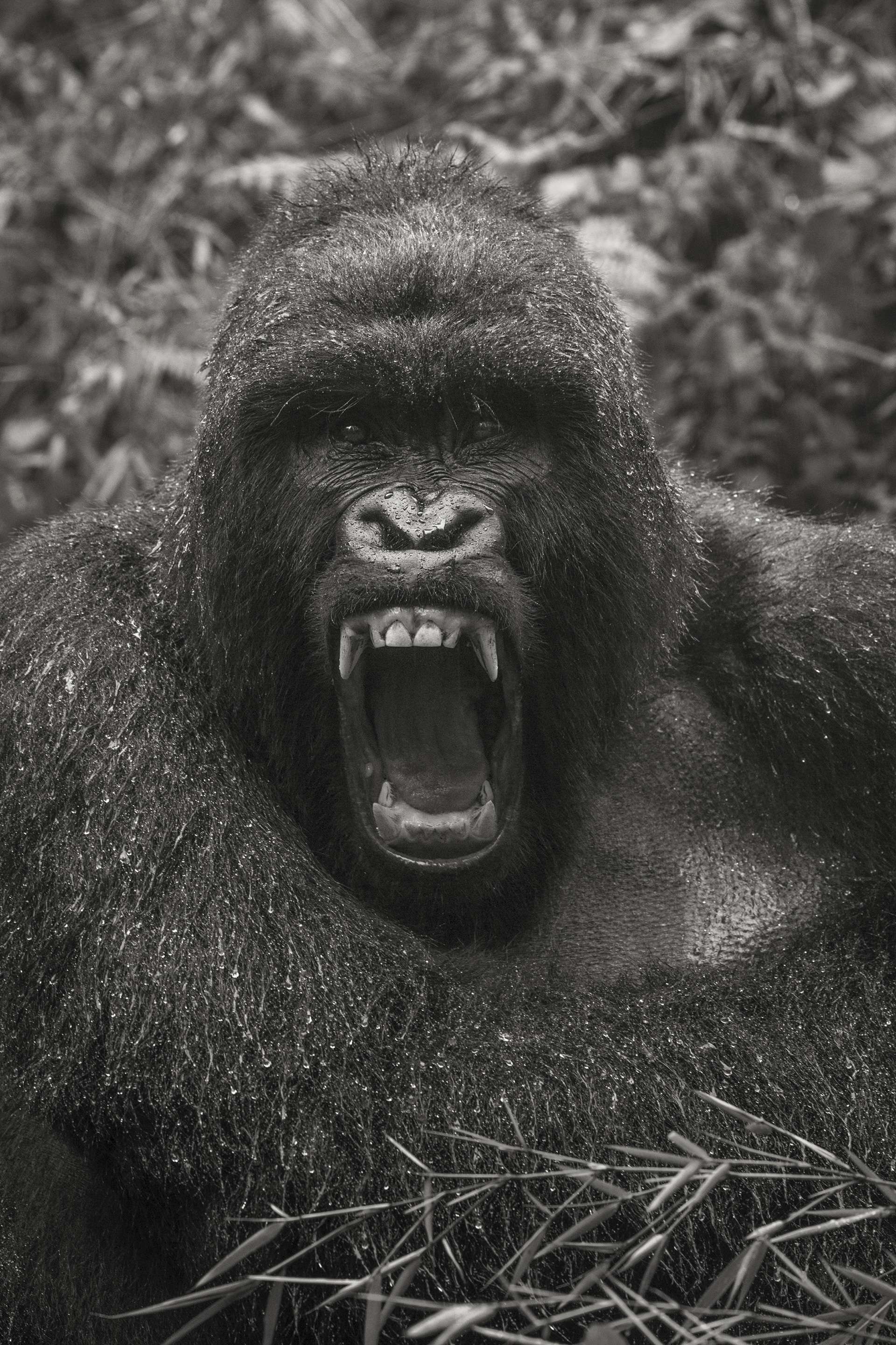 Gilles Martin's photograph of a gorilla from Rwanda