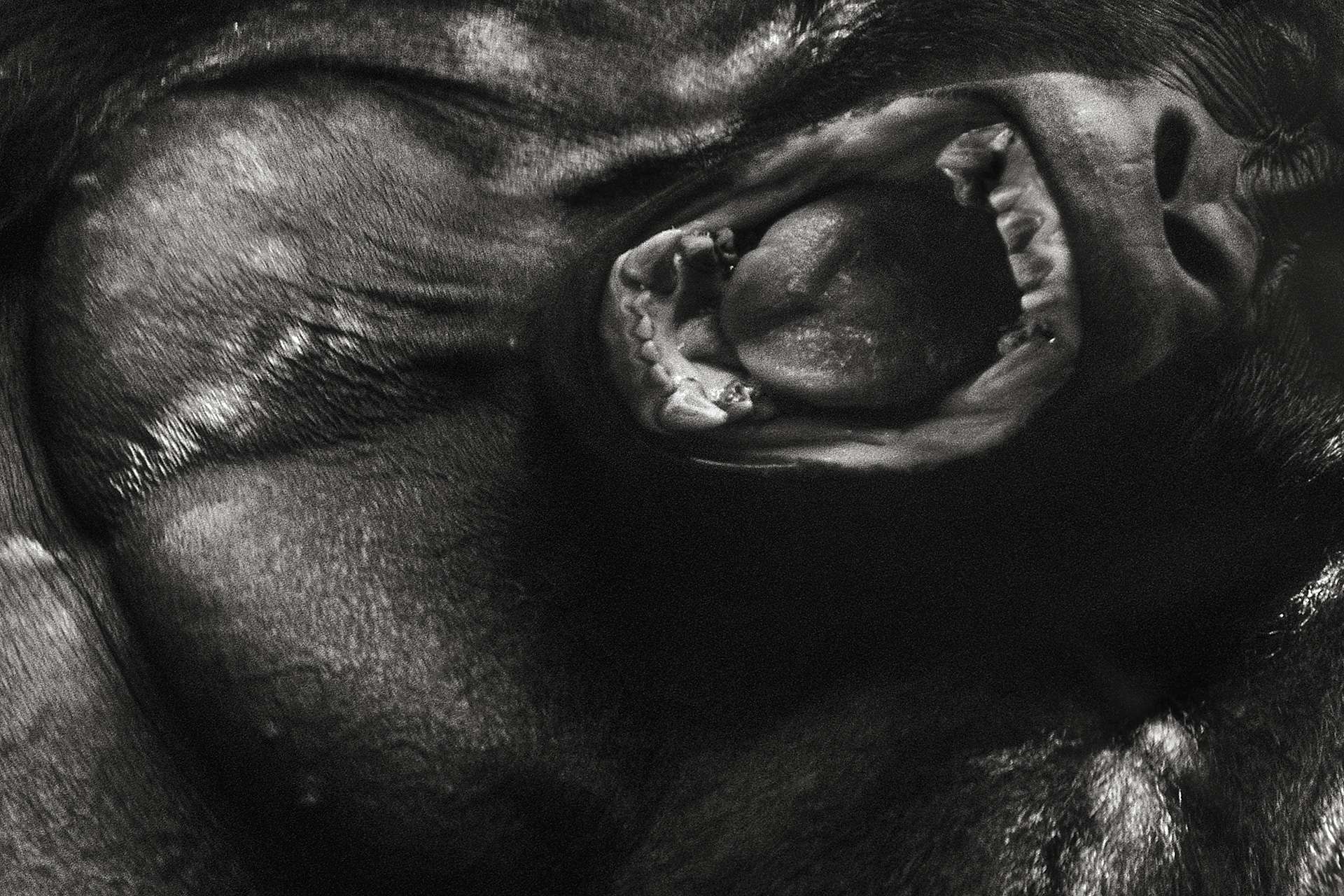 Gilles Martin's photograph of a gorilla from Congo-DRC