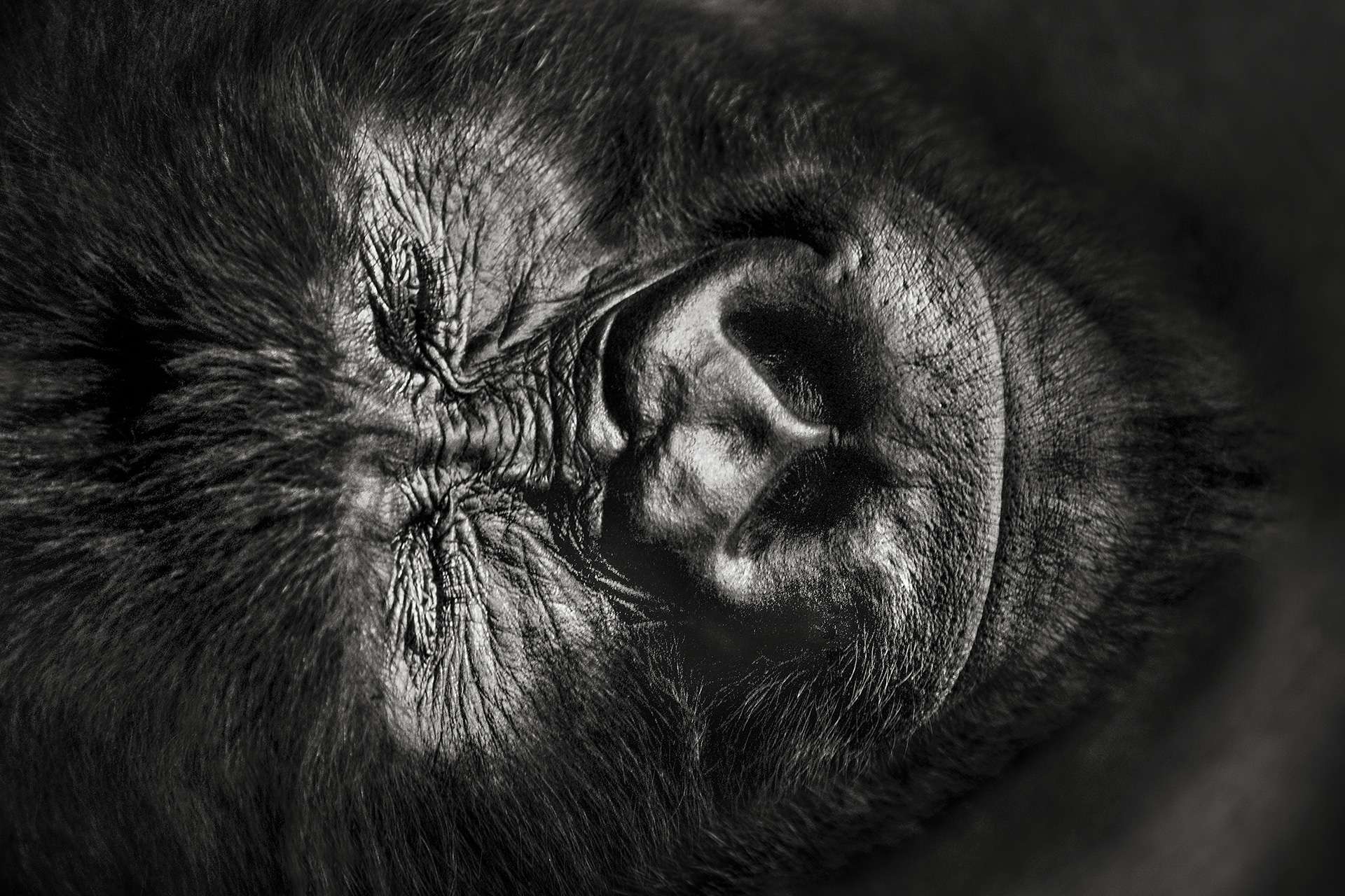 Gilles Martin's photograph of a gorilla from Rwanda