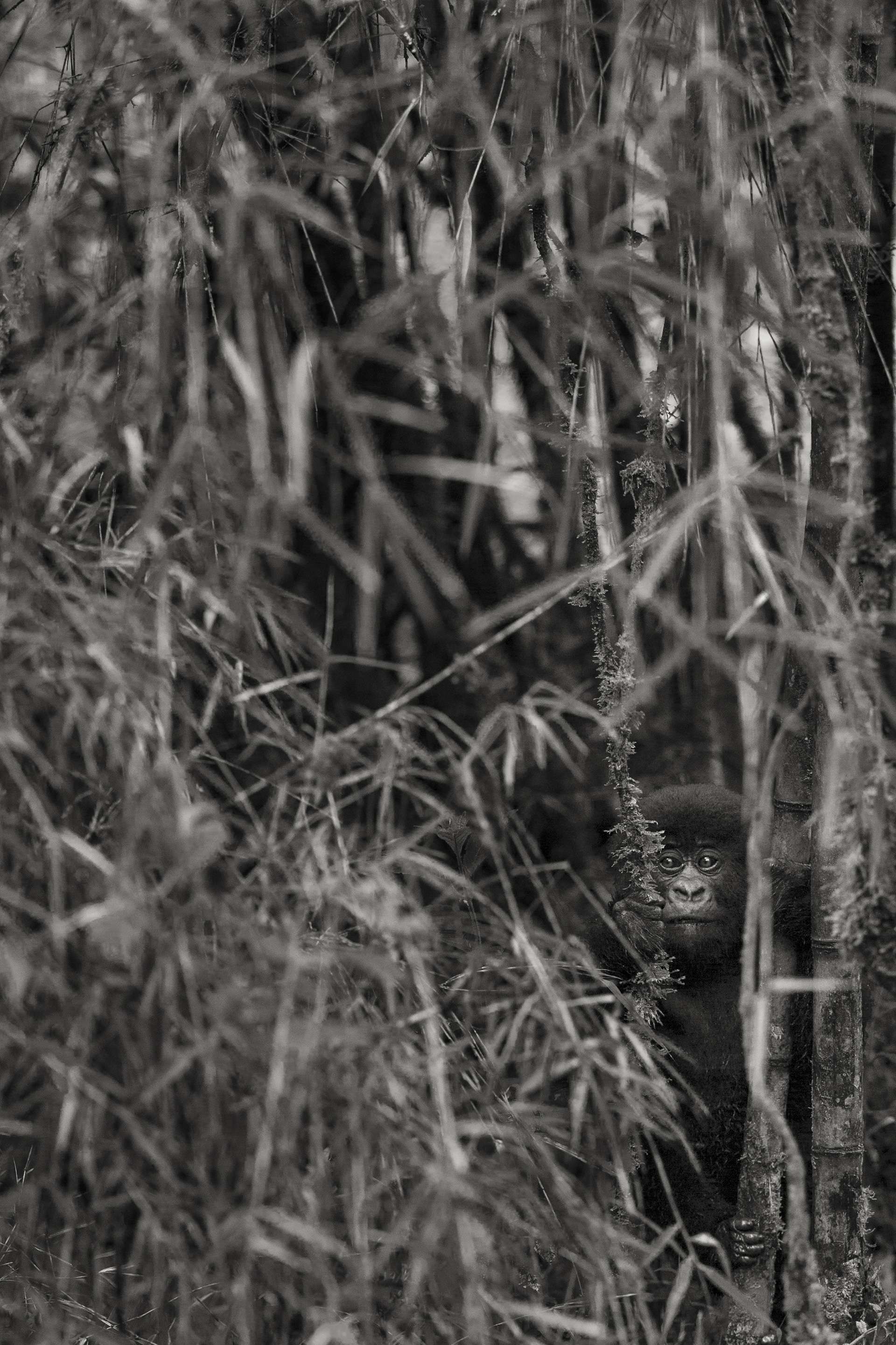 Photographie de Gilles Martin d'un gorille de montagne du Rwanda