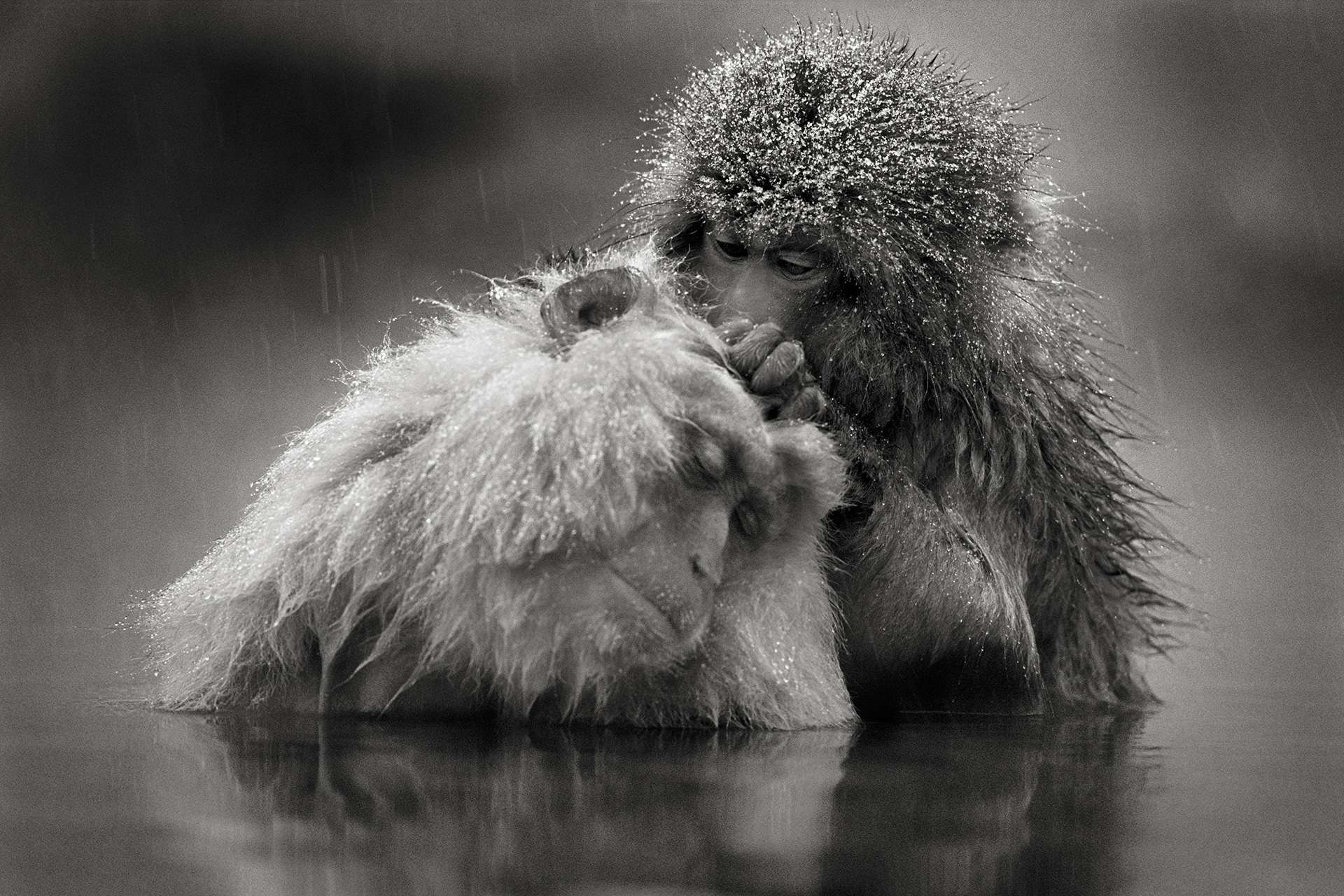 Gilles Martin's photograph : japanese macaque, Struggle for life