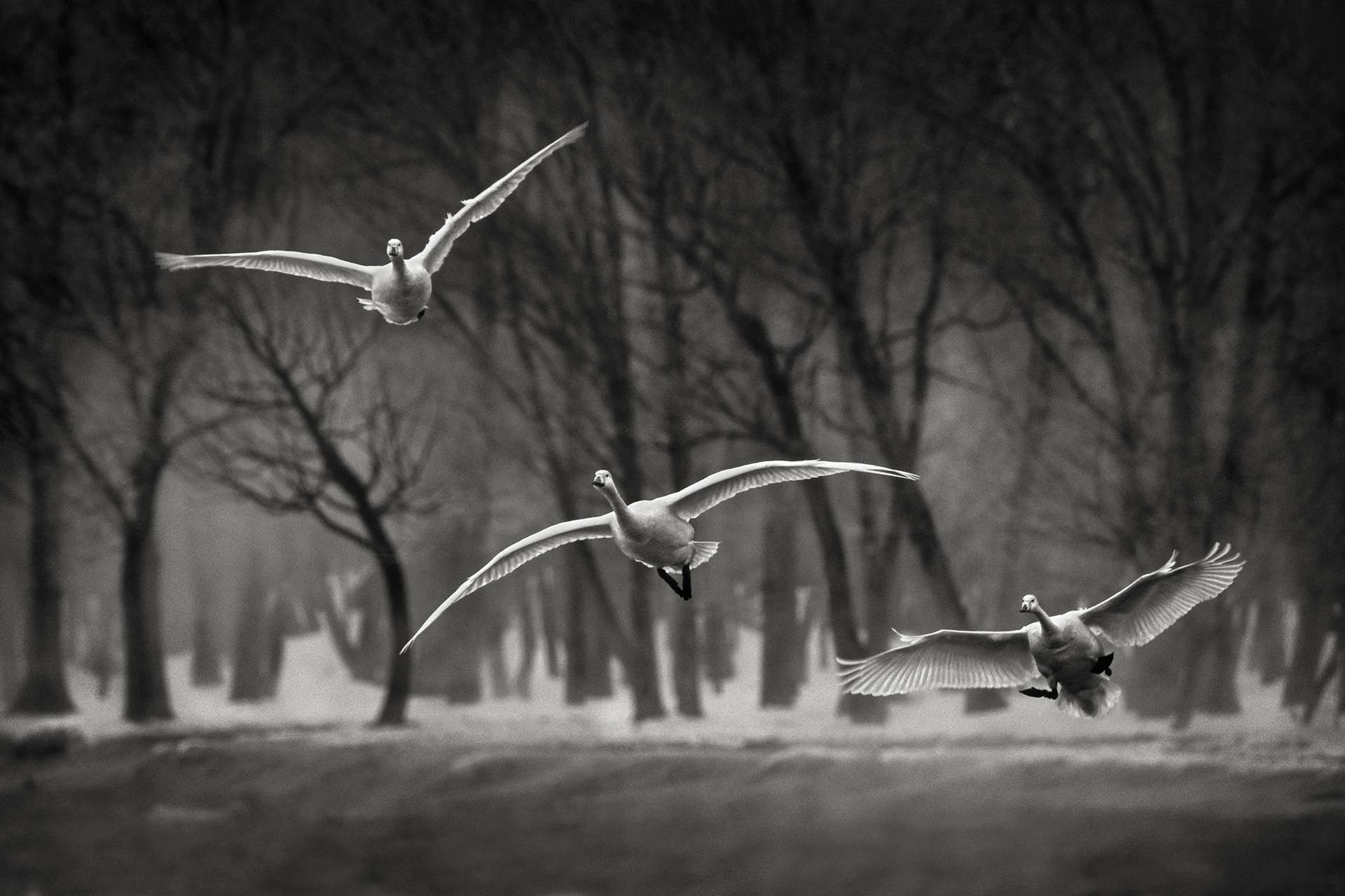 Photographie de Gilles Martin : cygne chanteur du Japon, Struggle for life