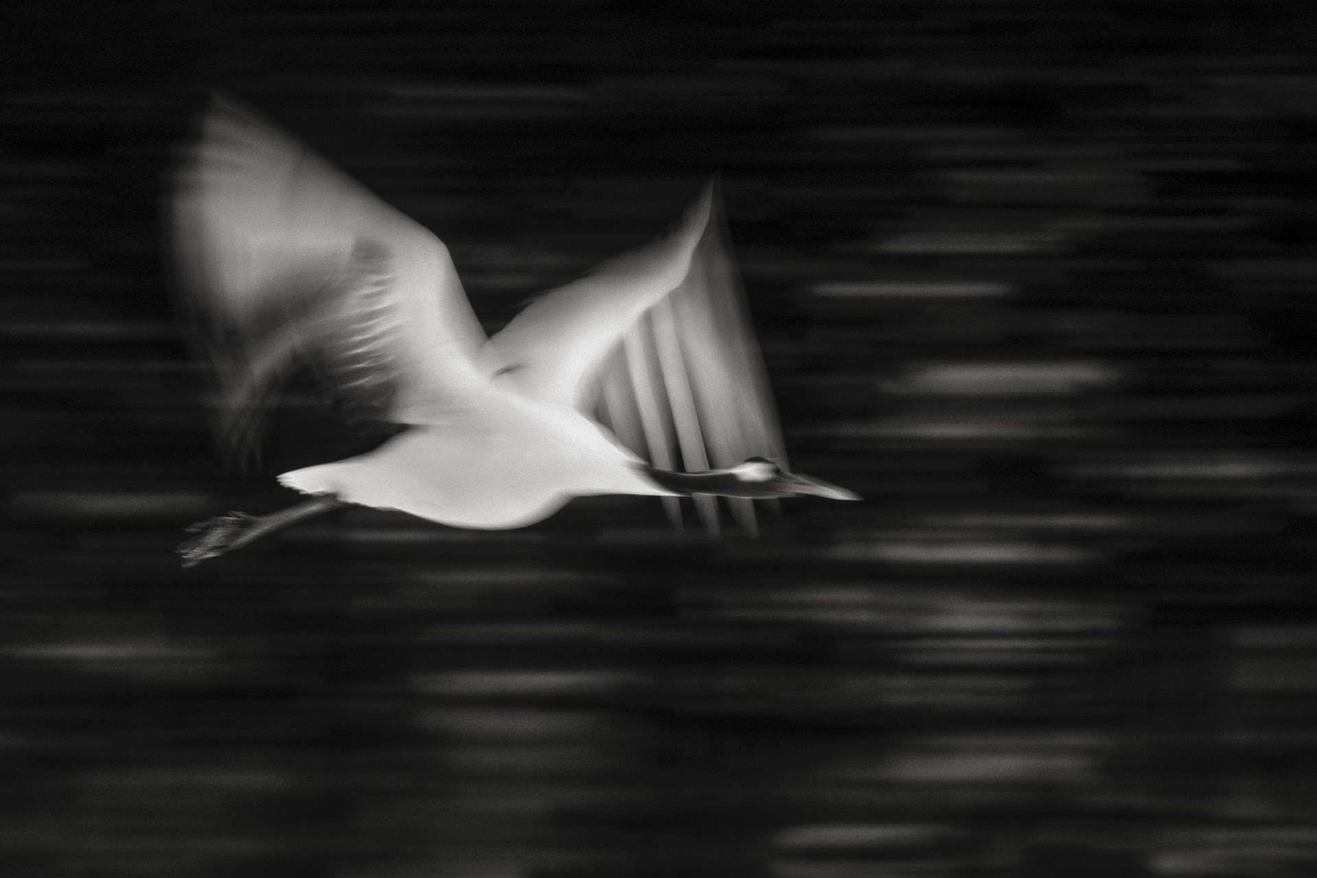 Gilles Martin's photograph : japanese crane from Japan, Struggle for life