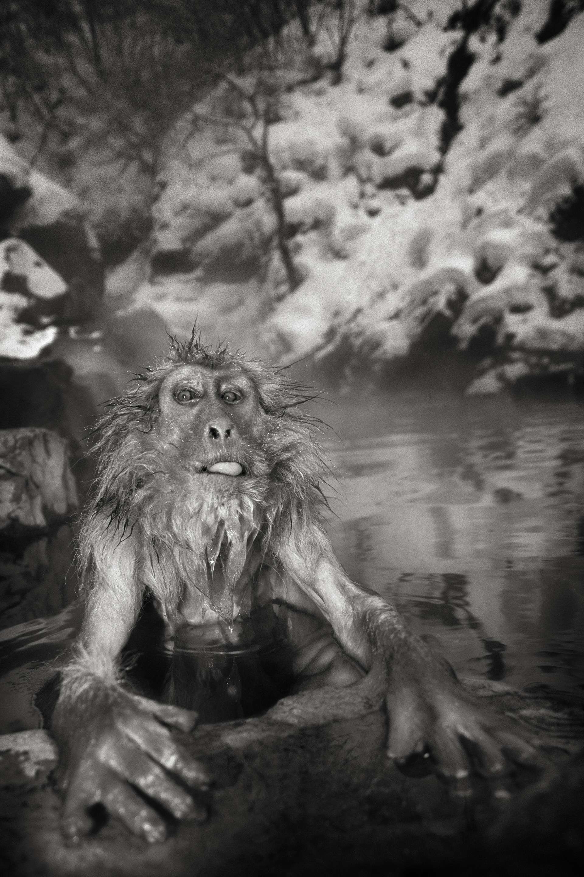 Photographie de Gilles Martin : macaque du Japon, struggle for life