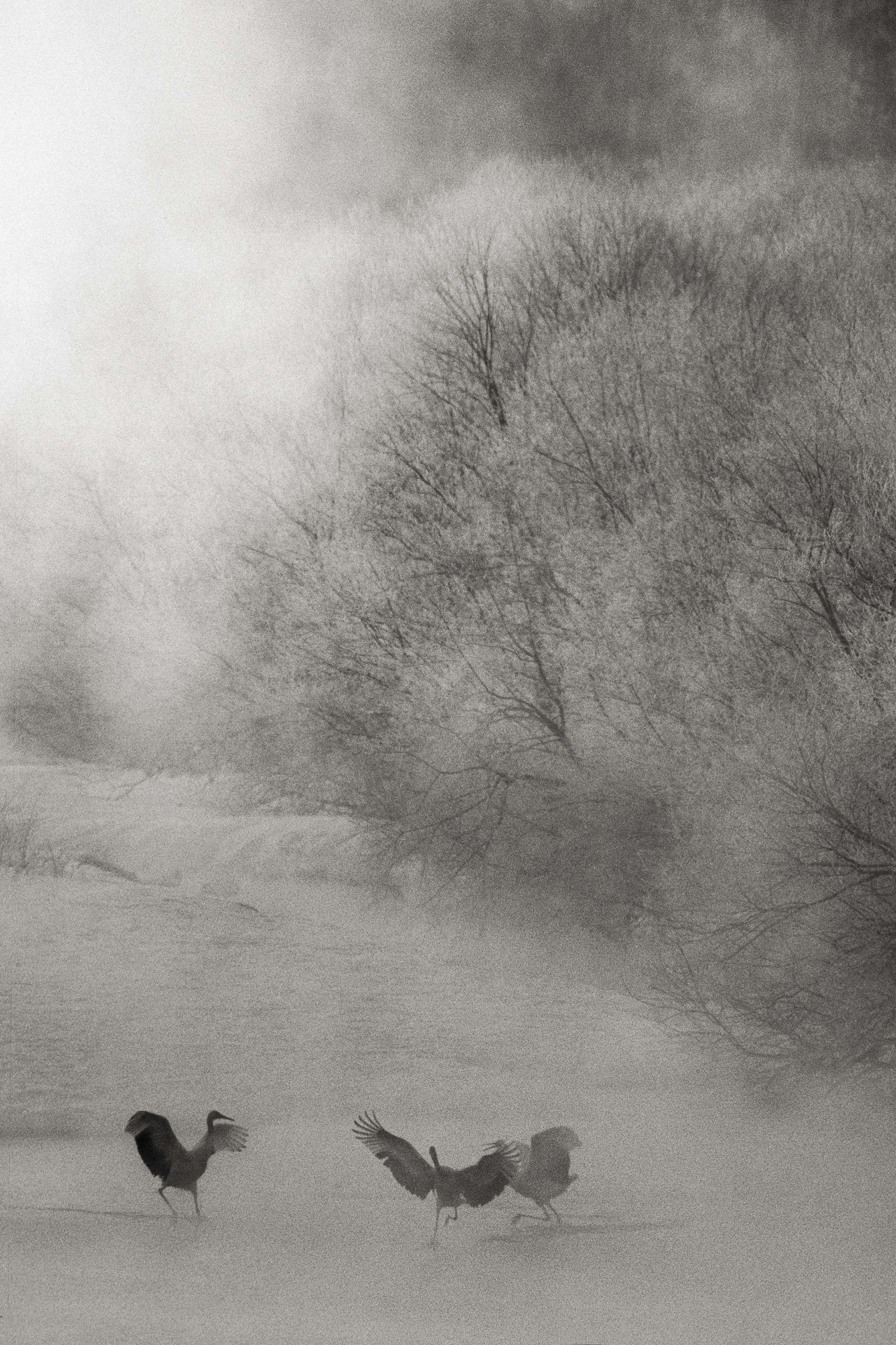 Gilles Martin's photograph : japanese crane from Japan, Struggle for life