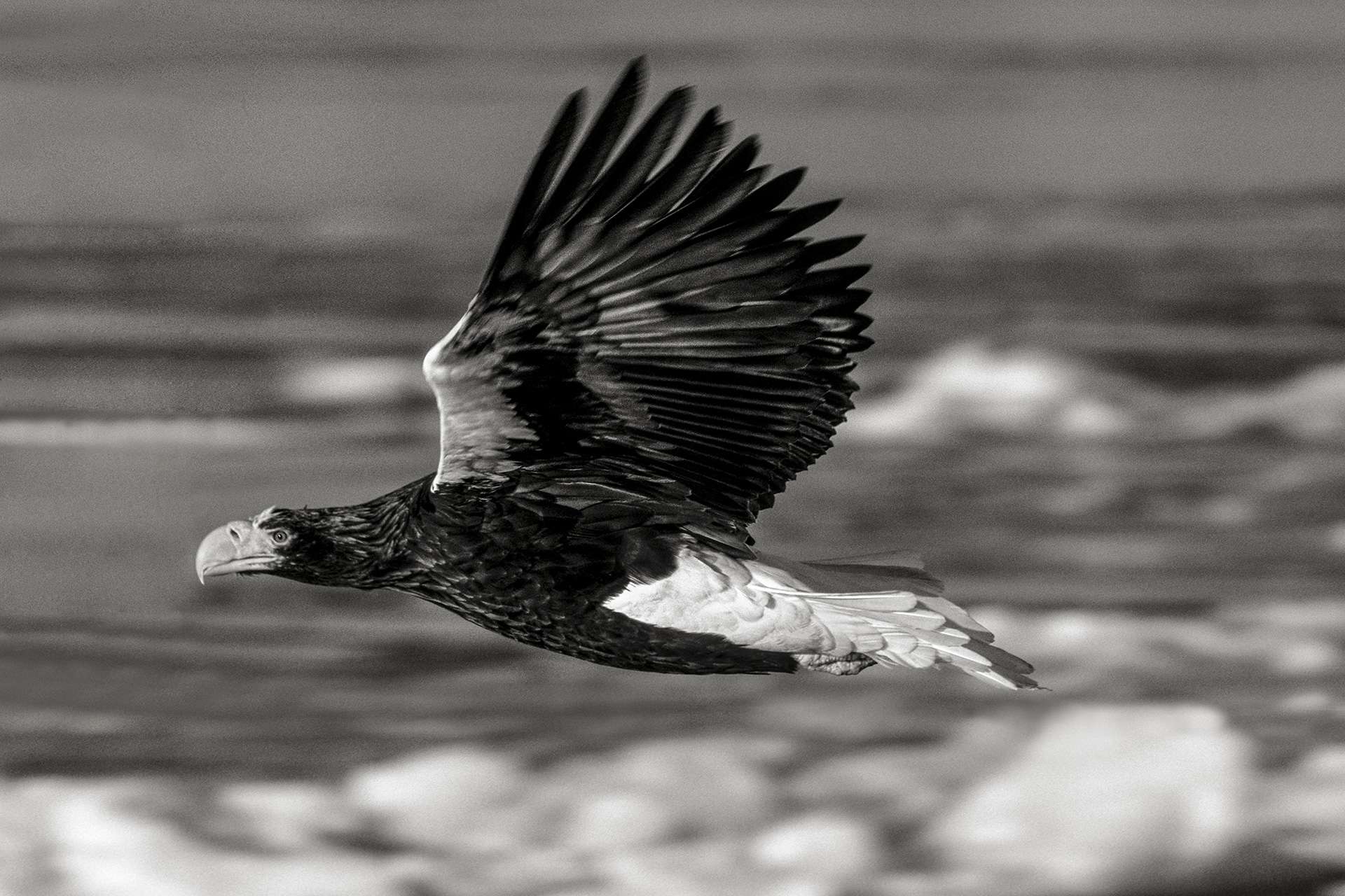 Gilles Martin's photograph : steller's sea eagle from Japan, Struggle for life