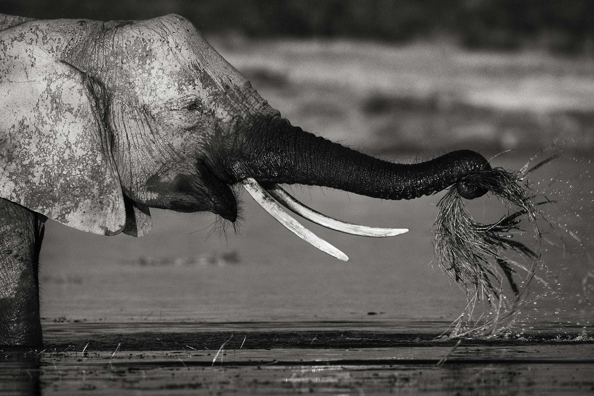 Gilles Martin's photograph : african elephant from Zimbabwe, Struggle for life