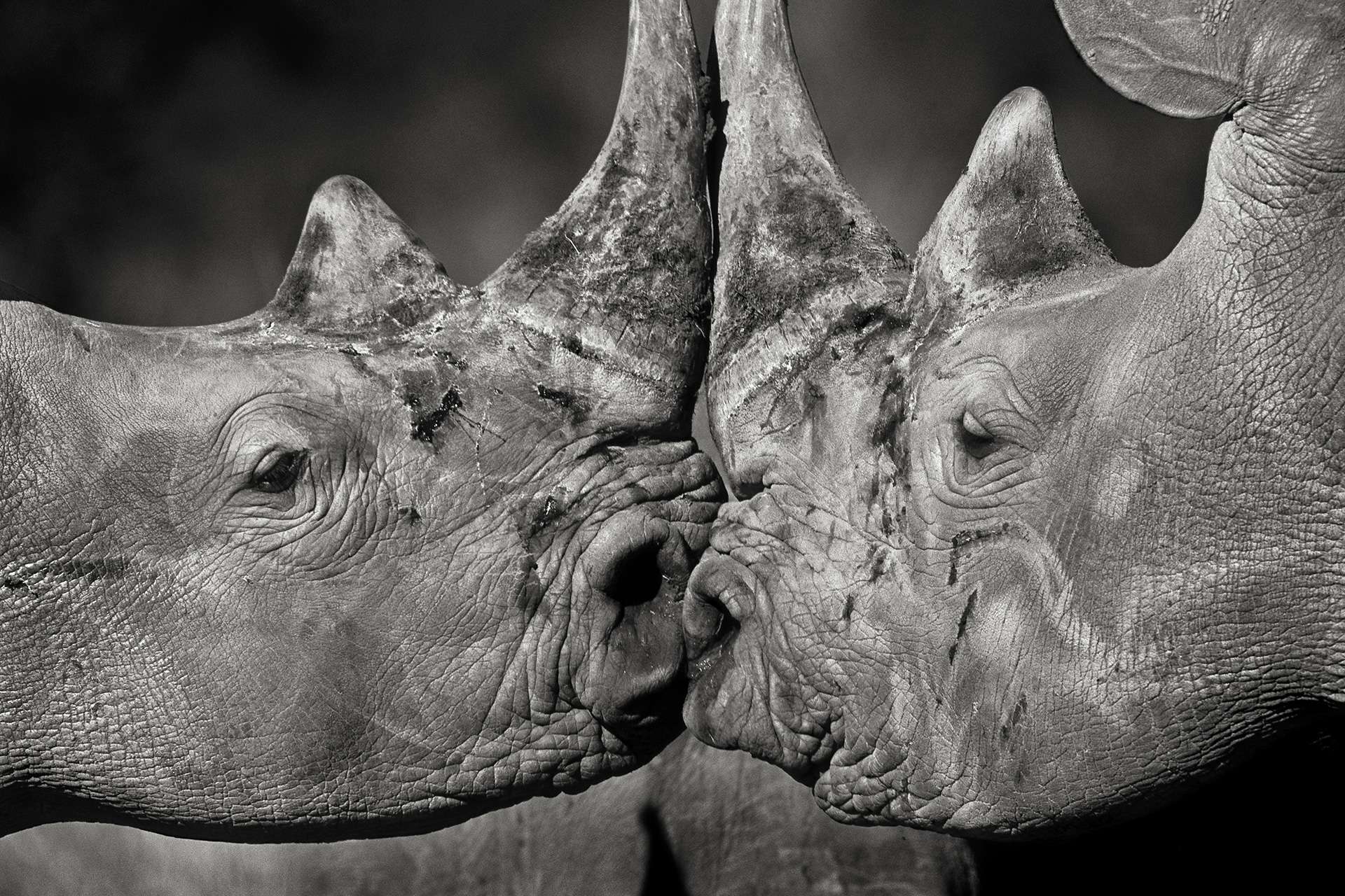 Gilles Martin's photograph : white rhinoceros from South Africa, Struggle for life