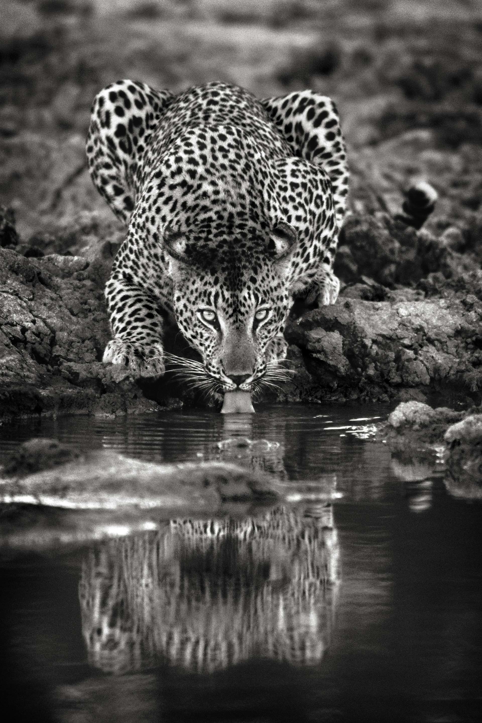 Gilles Martin's photograph : leopard from Botswana, Struggle for life