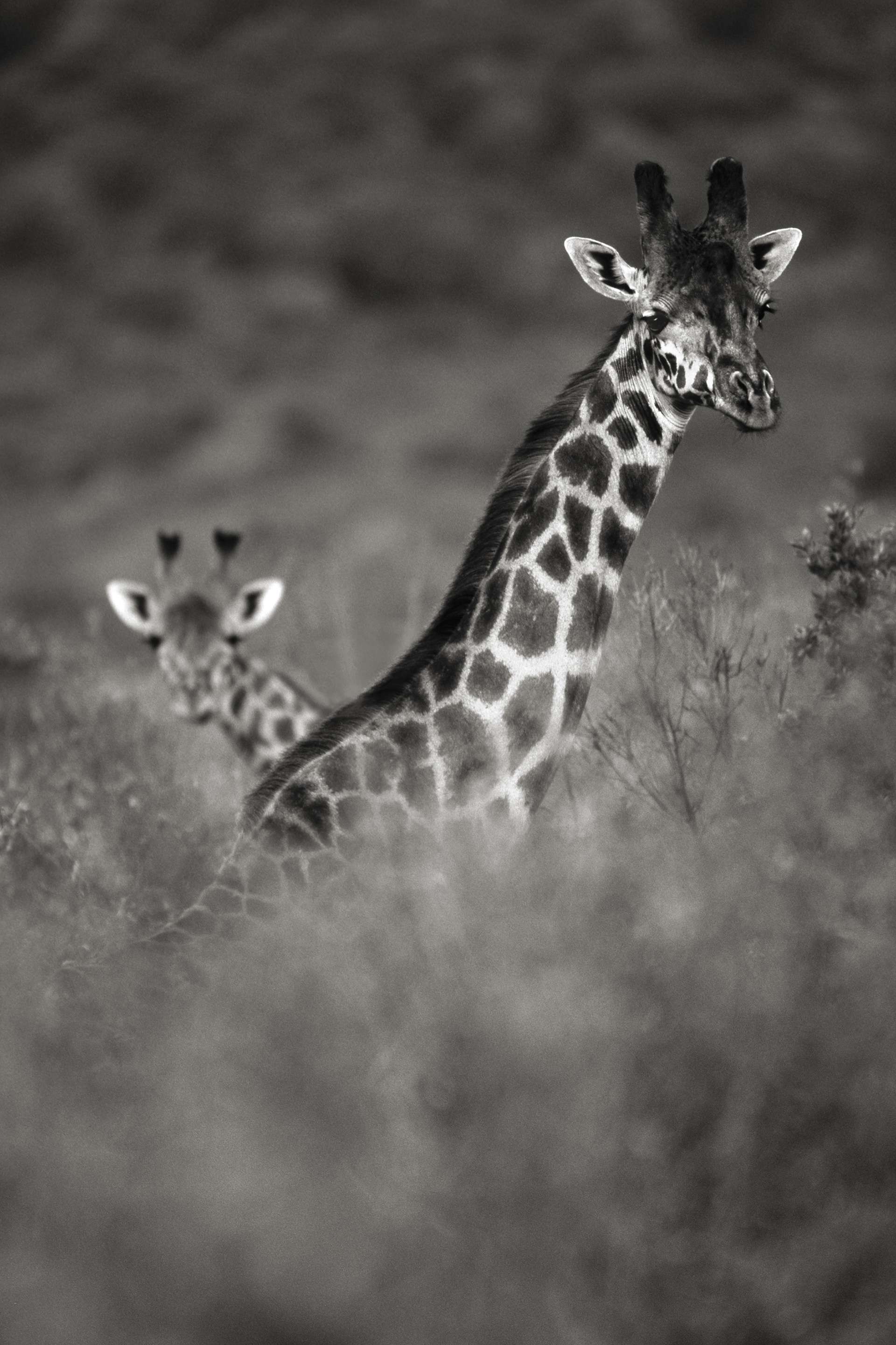 Photographie de Gilles Martin : girafe du Kenya, Struggle for life