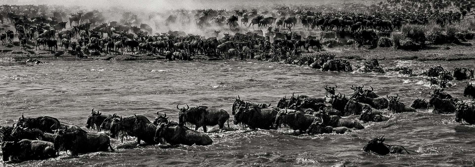 Gilles Martin's photograph : wildebeest from Kenya, Struggle for life