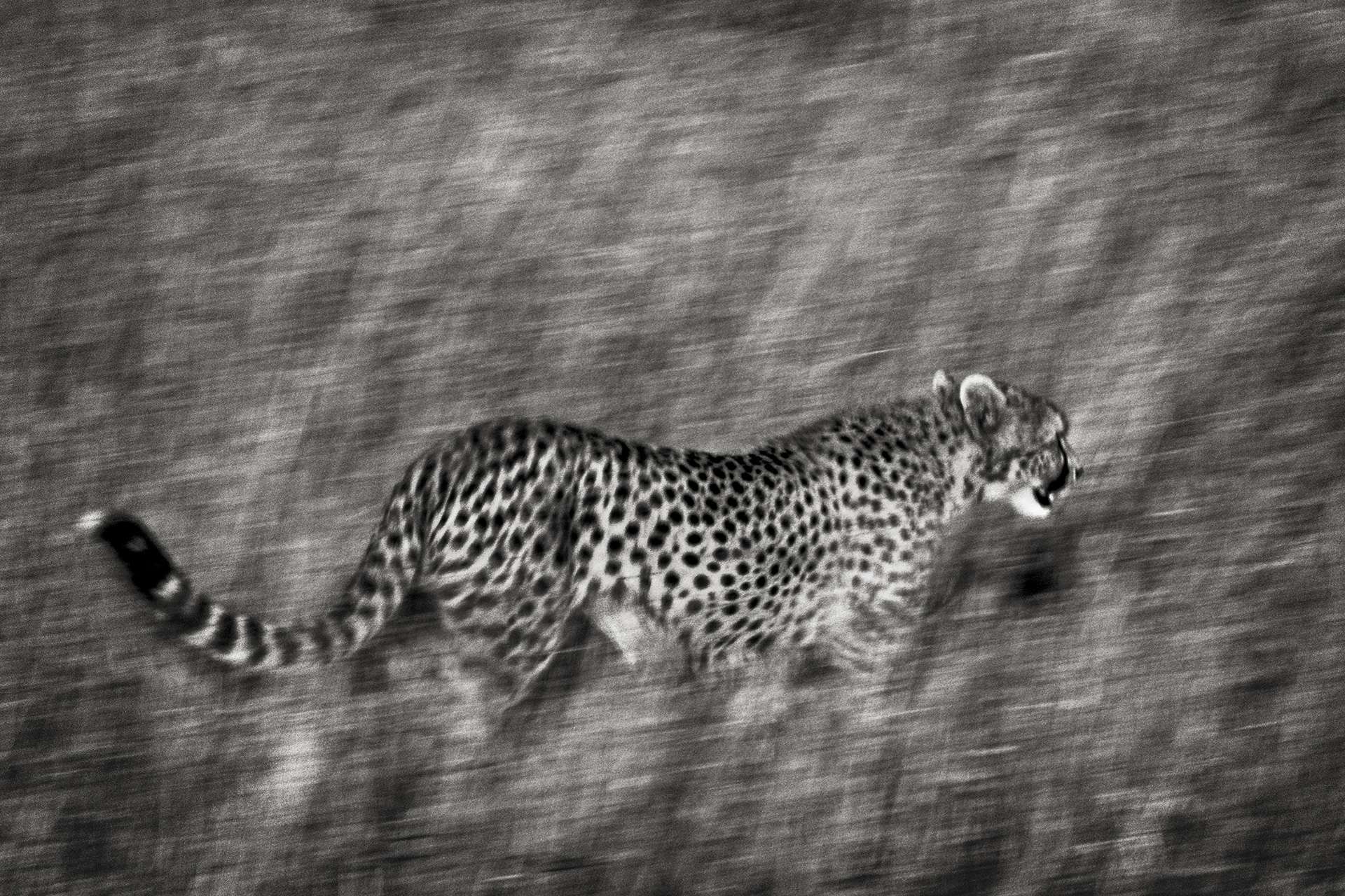 Photographie de Gilles Martin : guépard de Tanzanie, Struggle for life