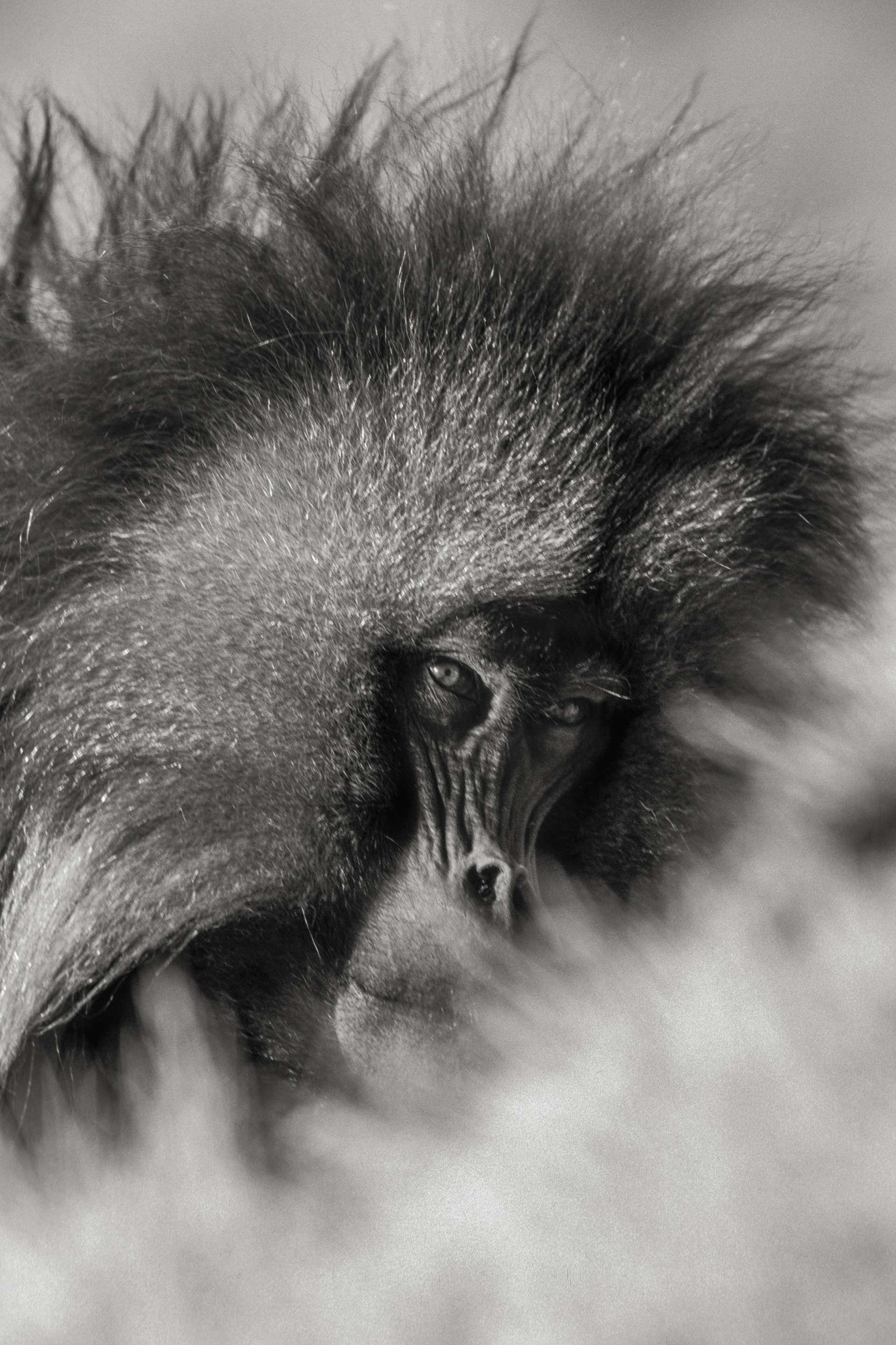 Gilles Martin's photograph : gelada from Ethiopia, Struggle for life