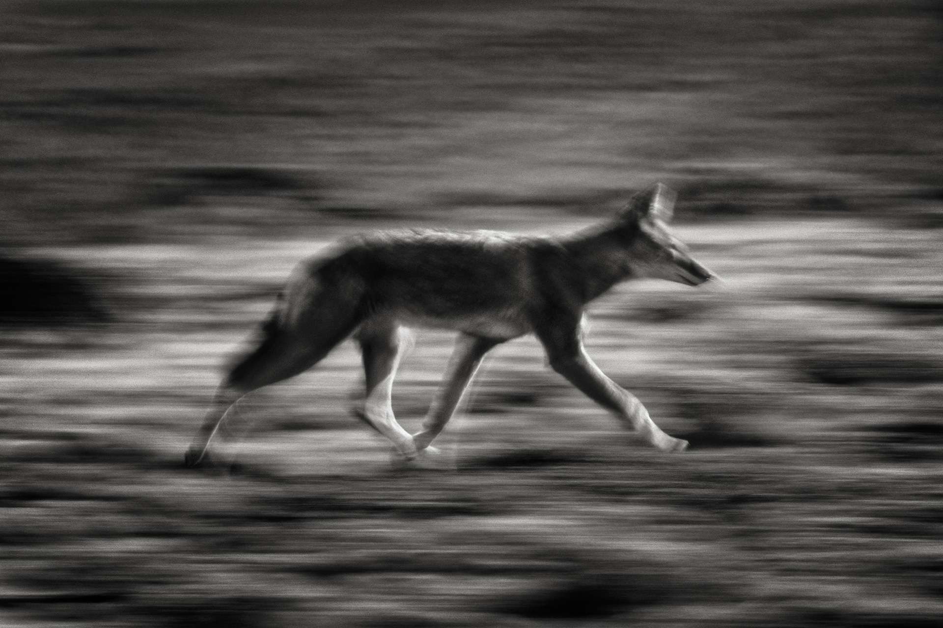 Gilles Martin's photograph : Ethiopian wolf, Struggle for life
