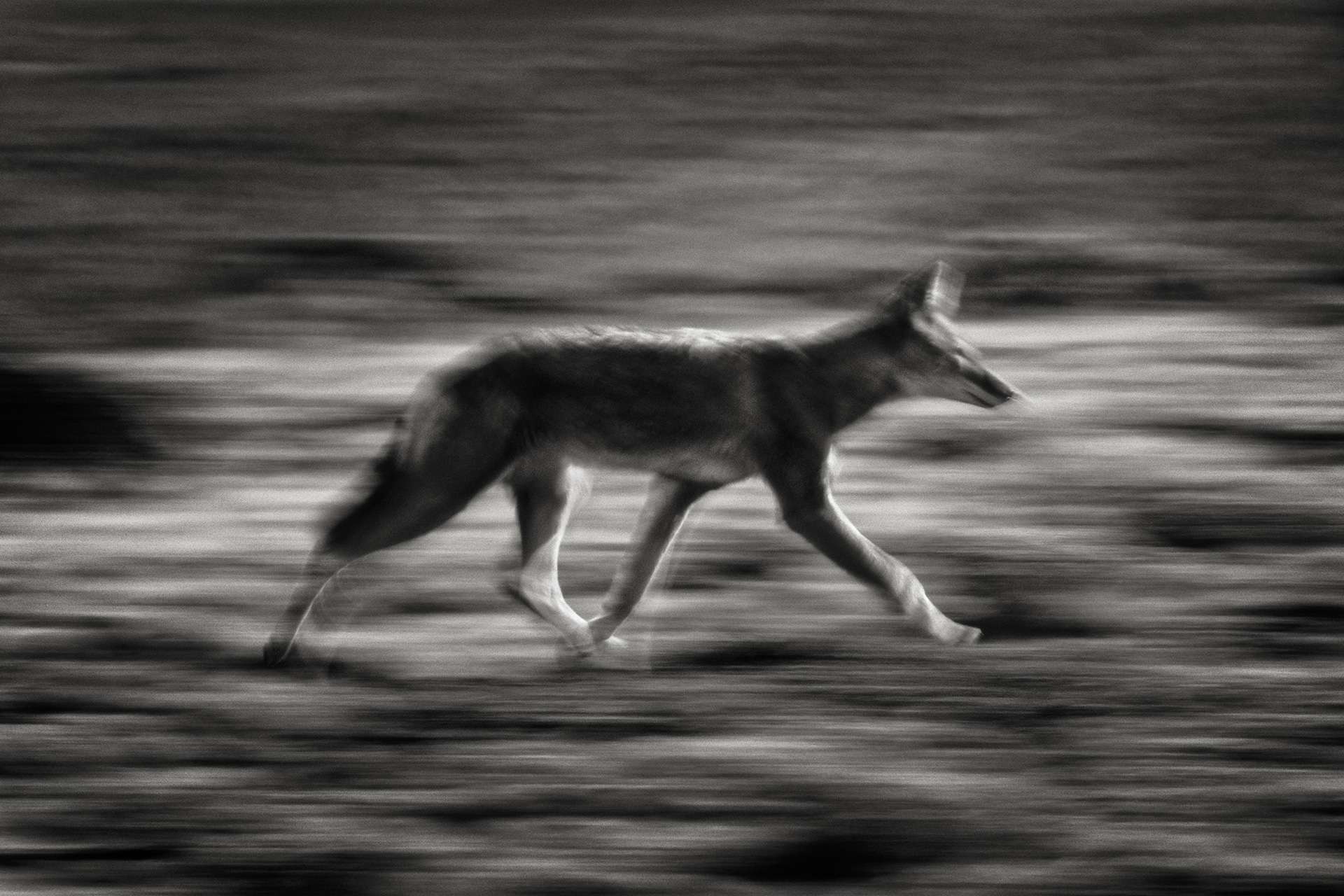 Gilles Martin's photograph : Ethiopian wolf, Struggle for life