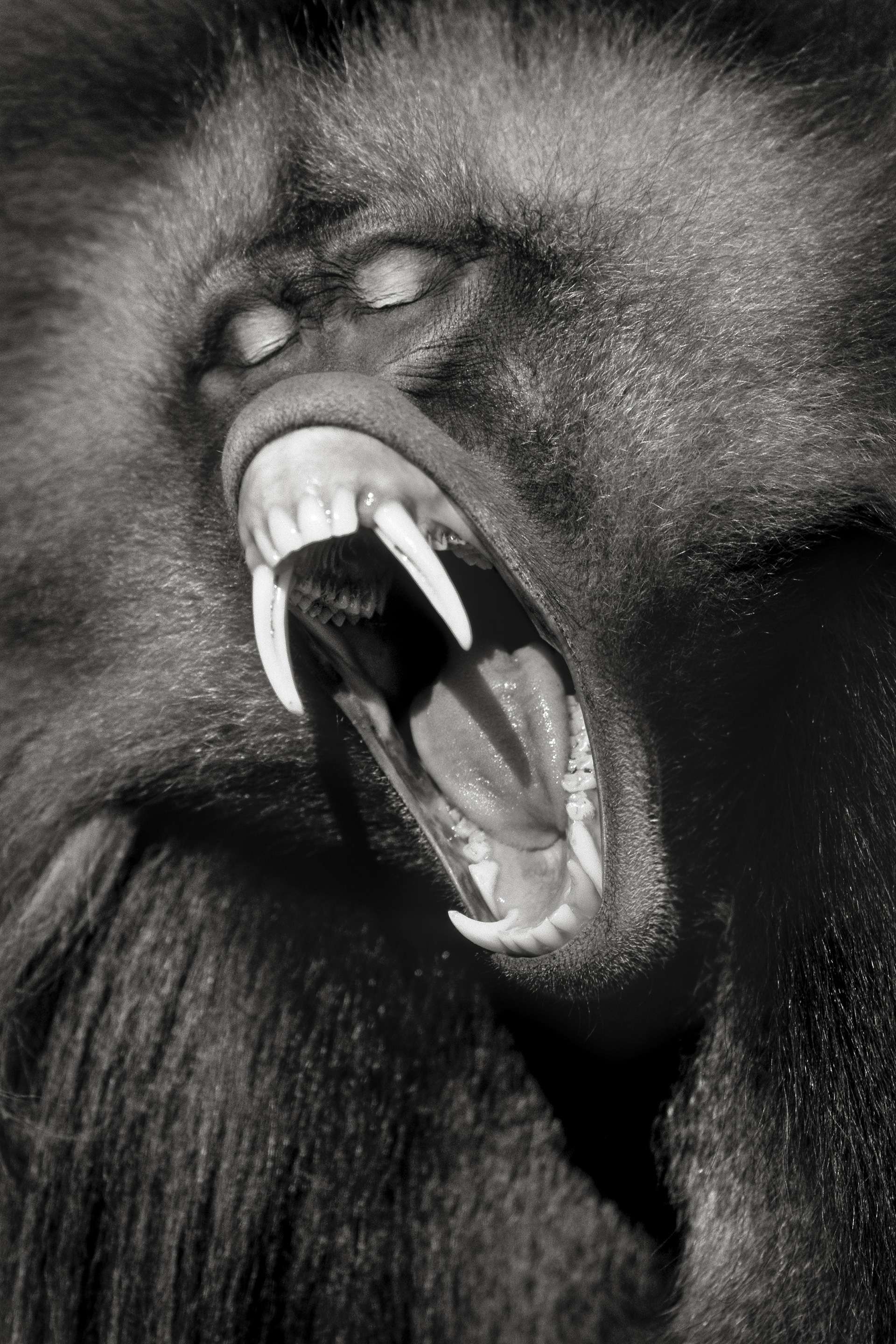 Gilles Martin's photograph : gelada from Ethiopia, Struggle for life