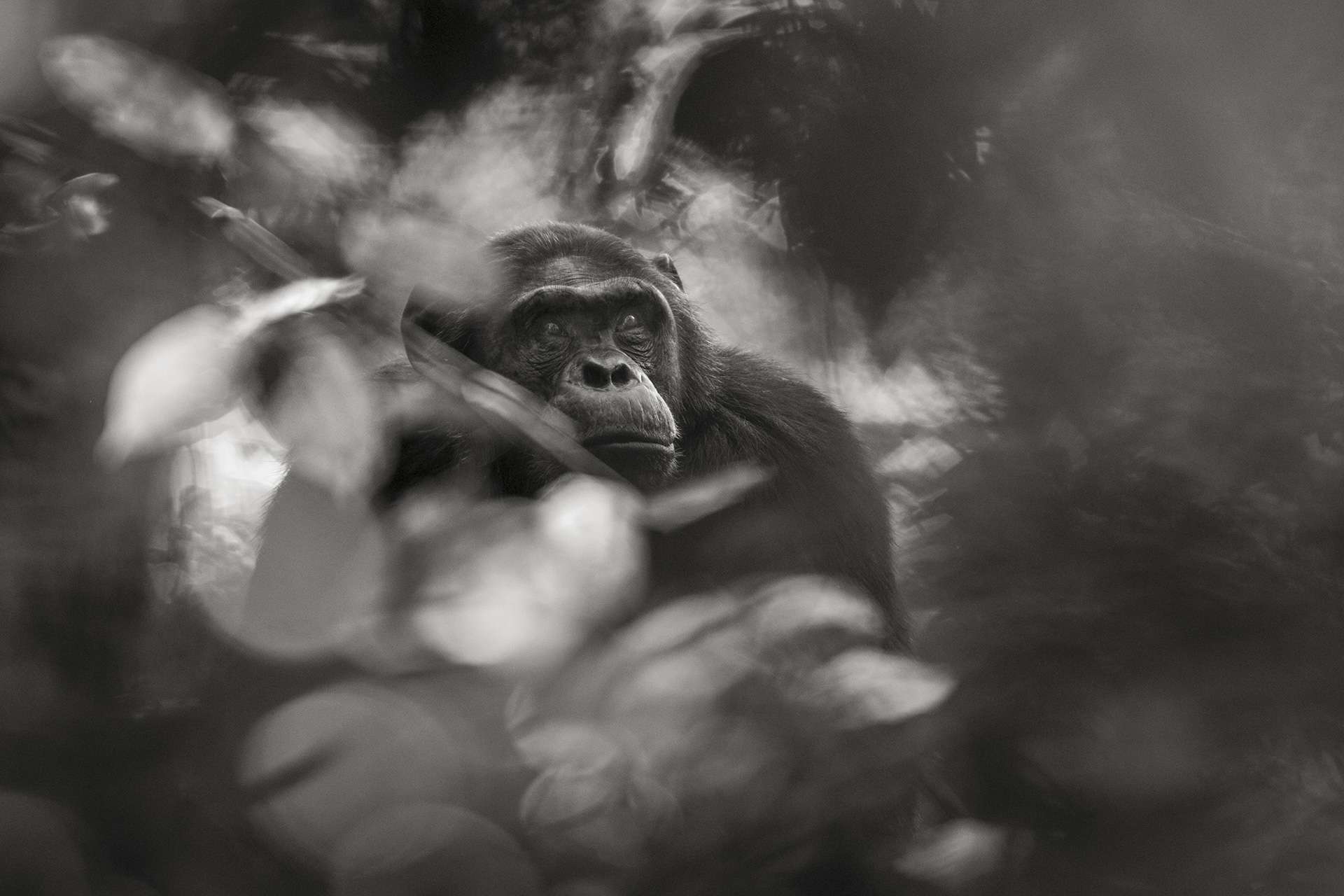 Photographie de Gilles Martin : chimpanzé du Rwanda, Struggle for life