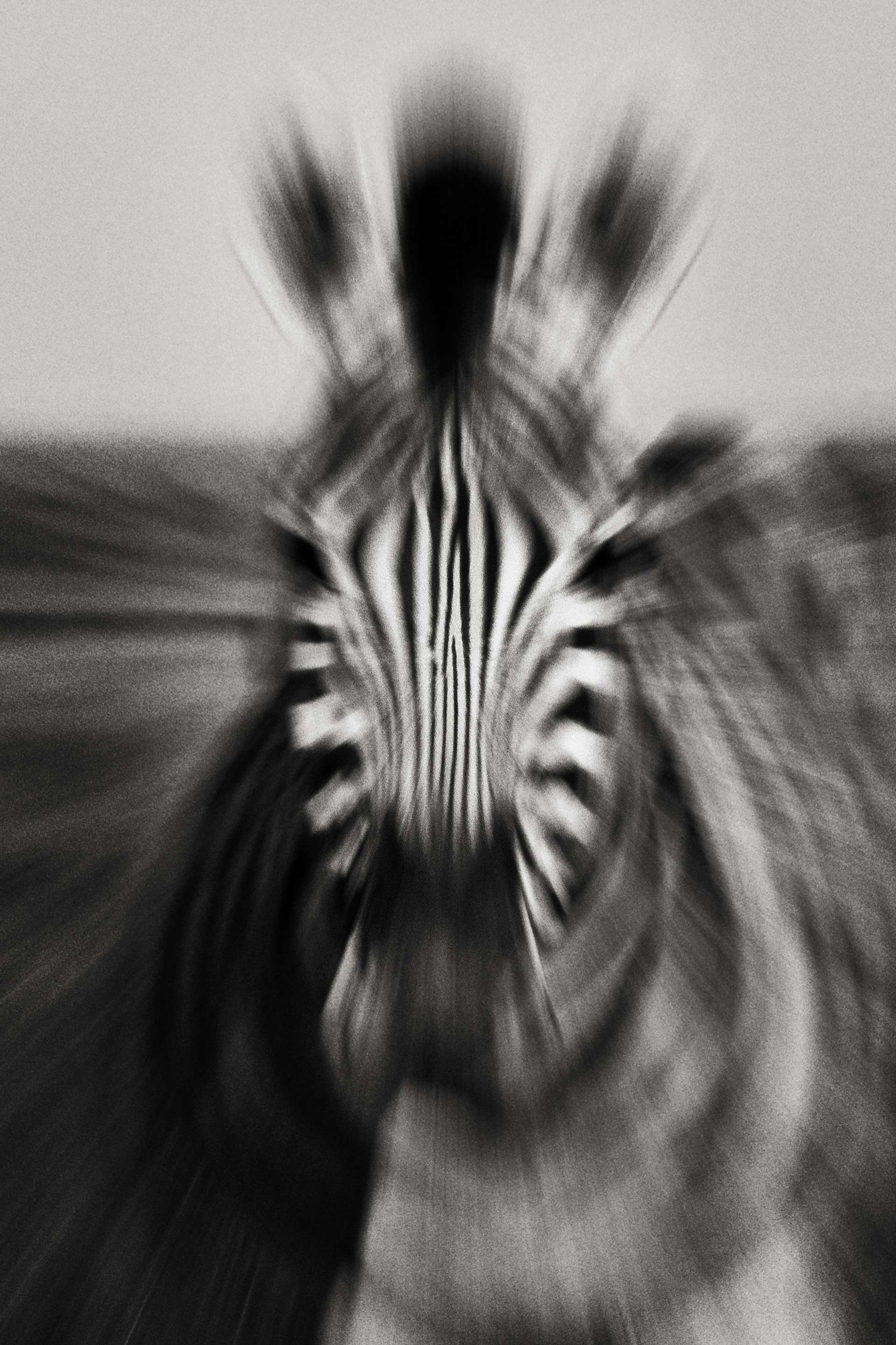 Gilles Martin's photograph : zebras from plains of Kenya, Struggle for life