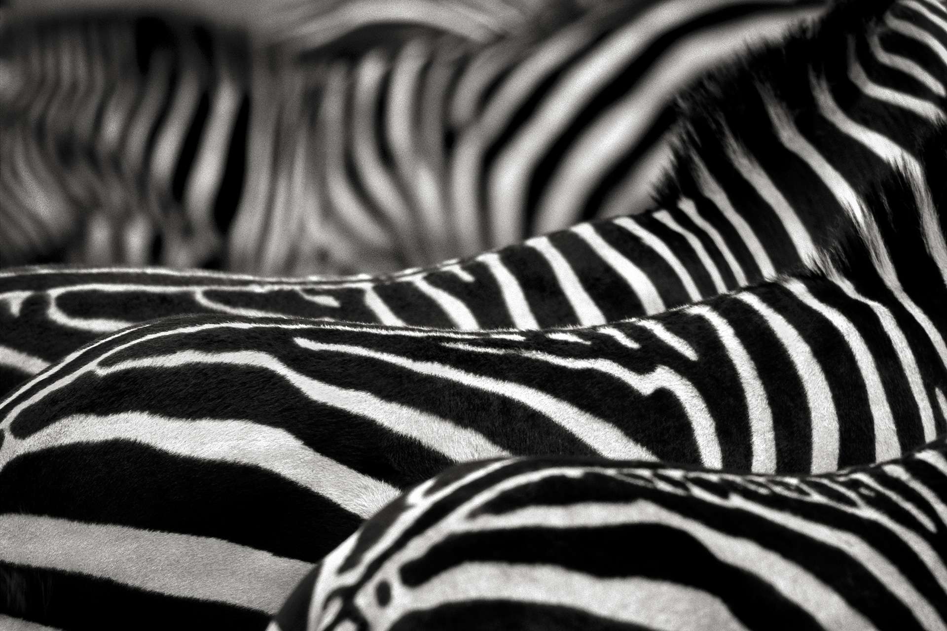 Gilles Martin's photograph : zebras from plains of Kenya, Struggle for life