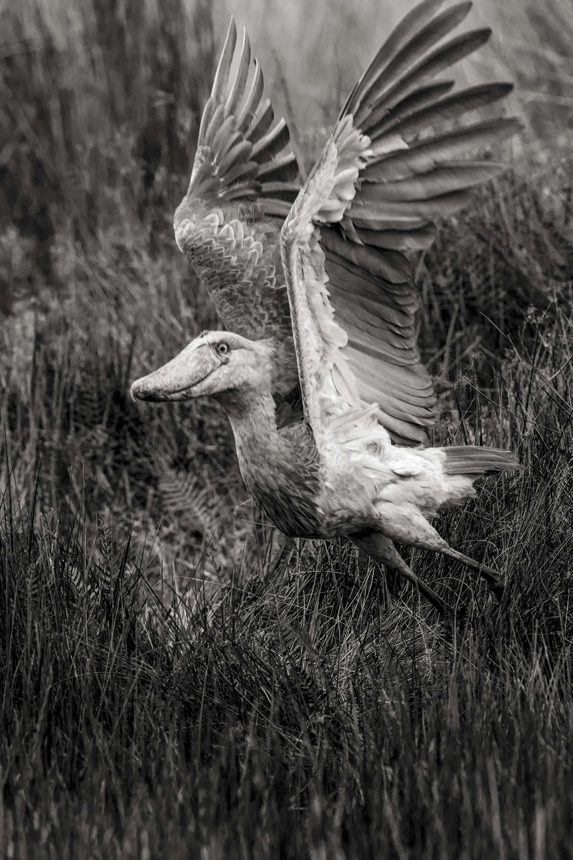 Photographie de Gilles Martin : bec-en-sabot d'Ouganda, Struggle for life