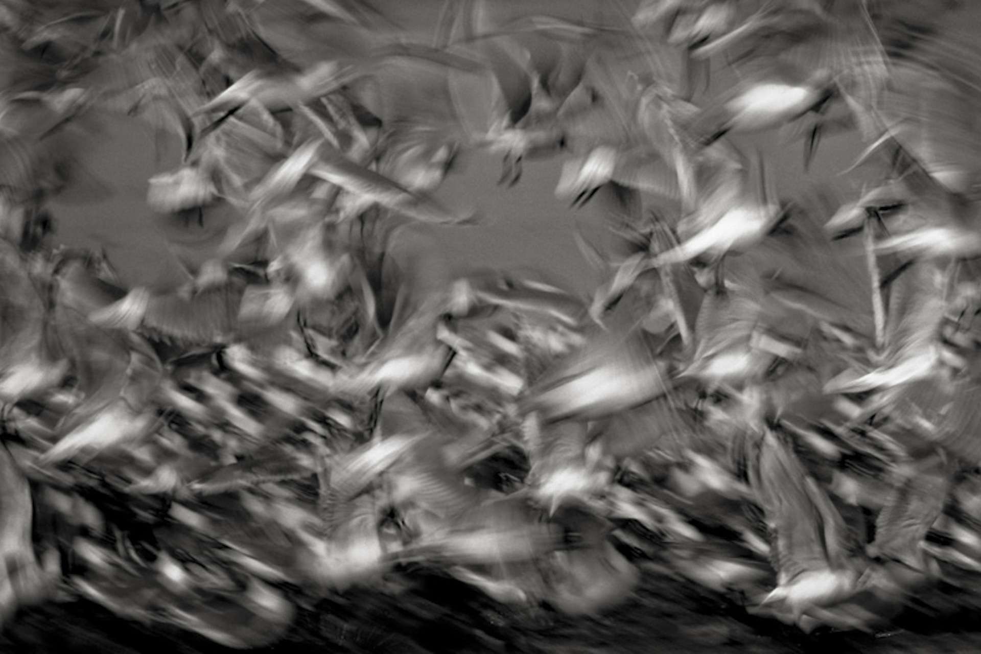 Gilles Martin's photograph : Franklin's gull from Peru, Struggle for life