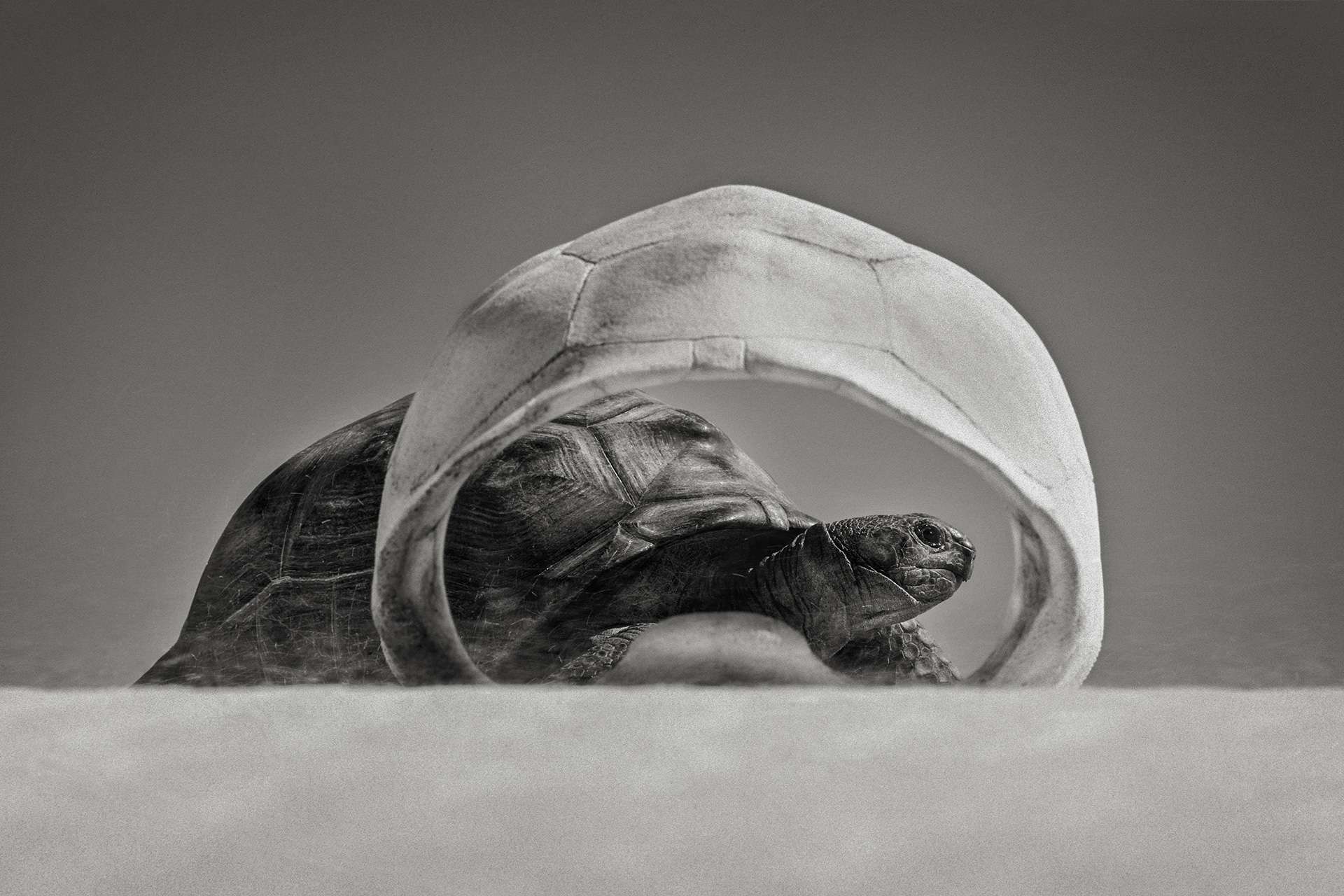 Gilles Martin's photograph : Aldabra giant tortoise, Struggle for life