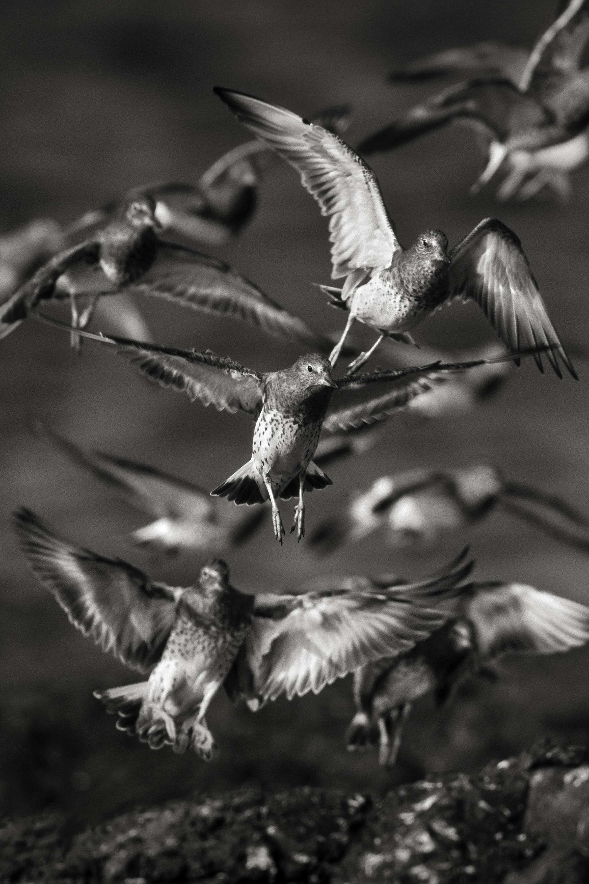 Gilles Martin's photograph : surfbird from Peru, Struggle for life