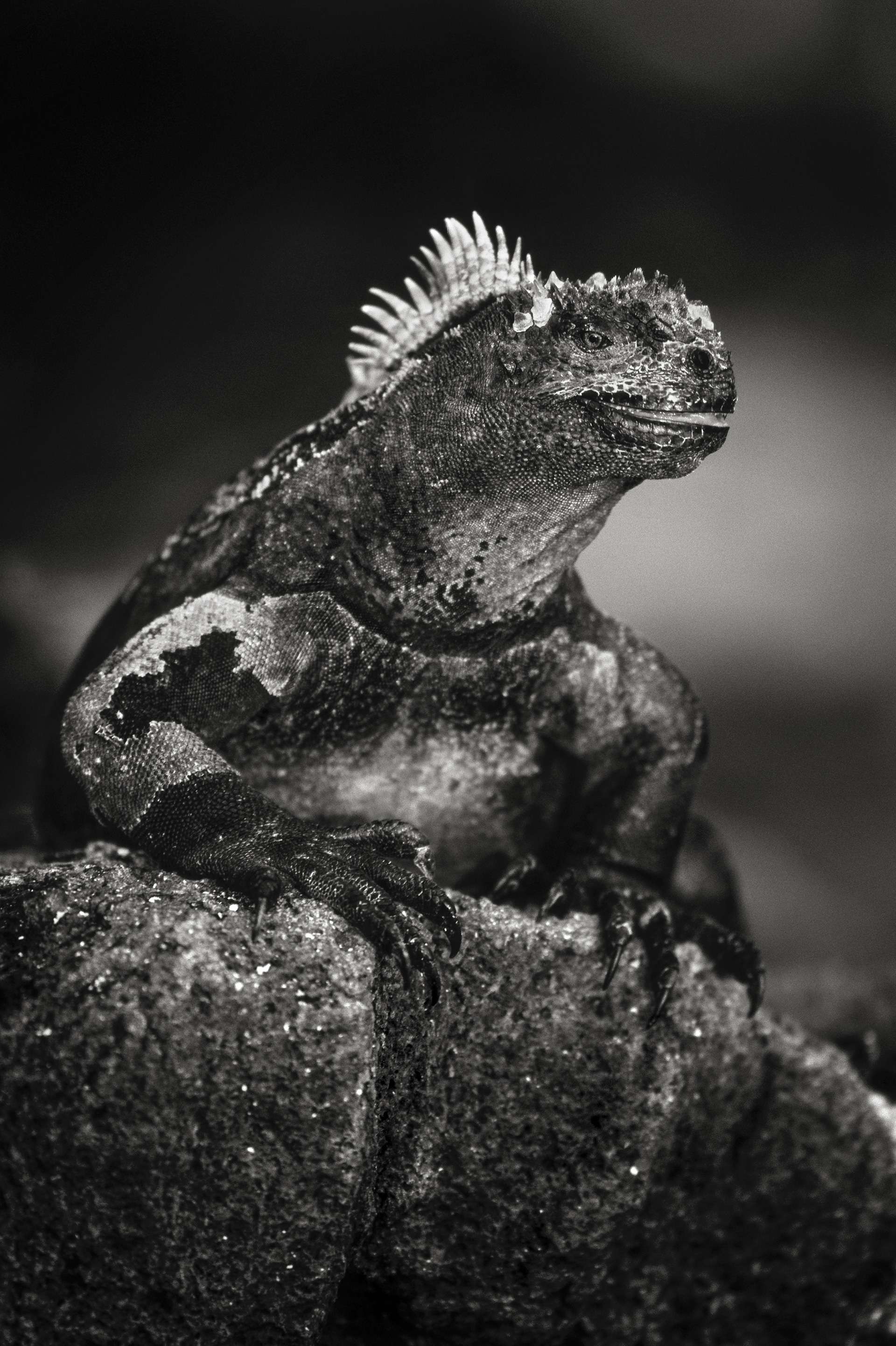 Gilles Martin's photograph : Galápagos marine iguana, Struggle for life