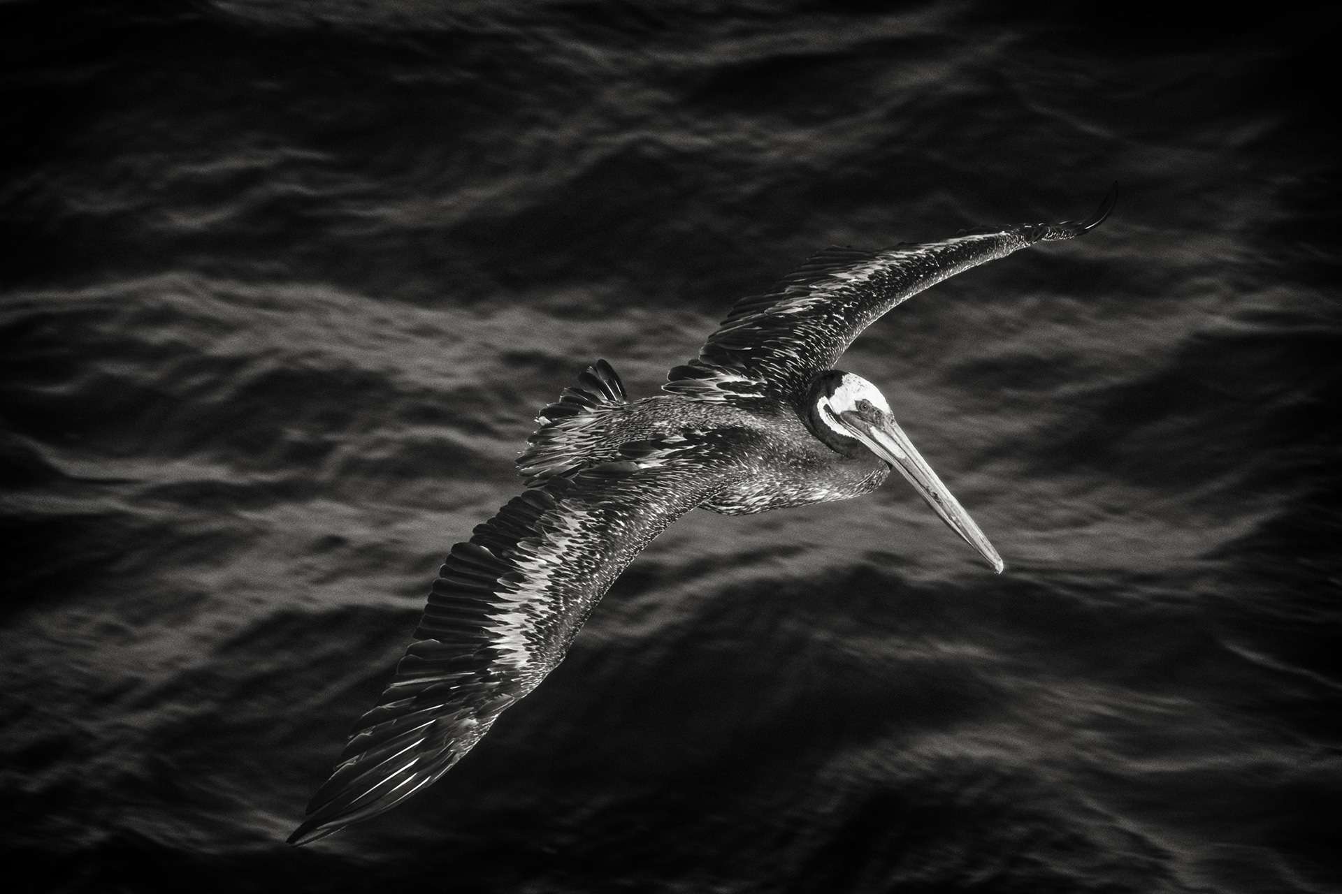 Gilles Martin's photograph : brown pelican from Peru, Struggle for life