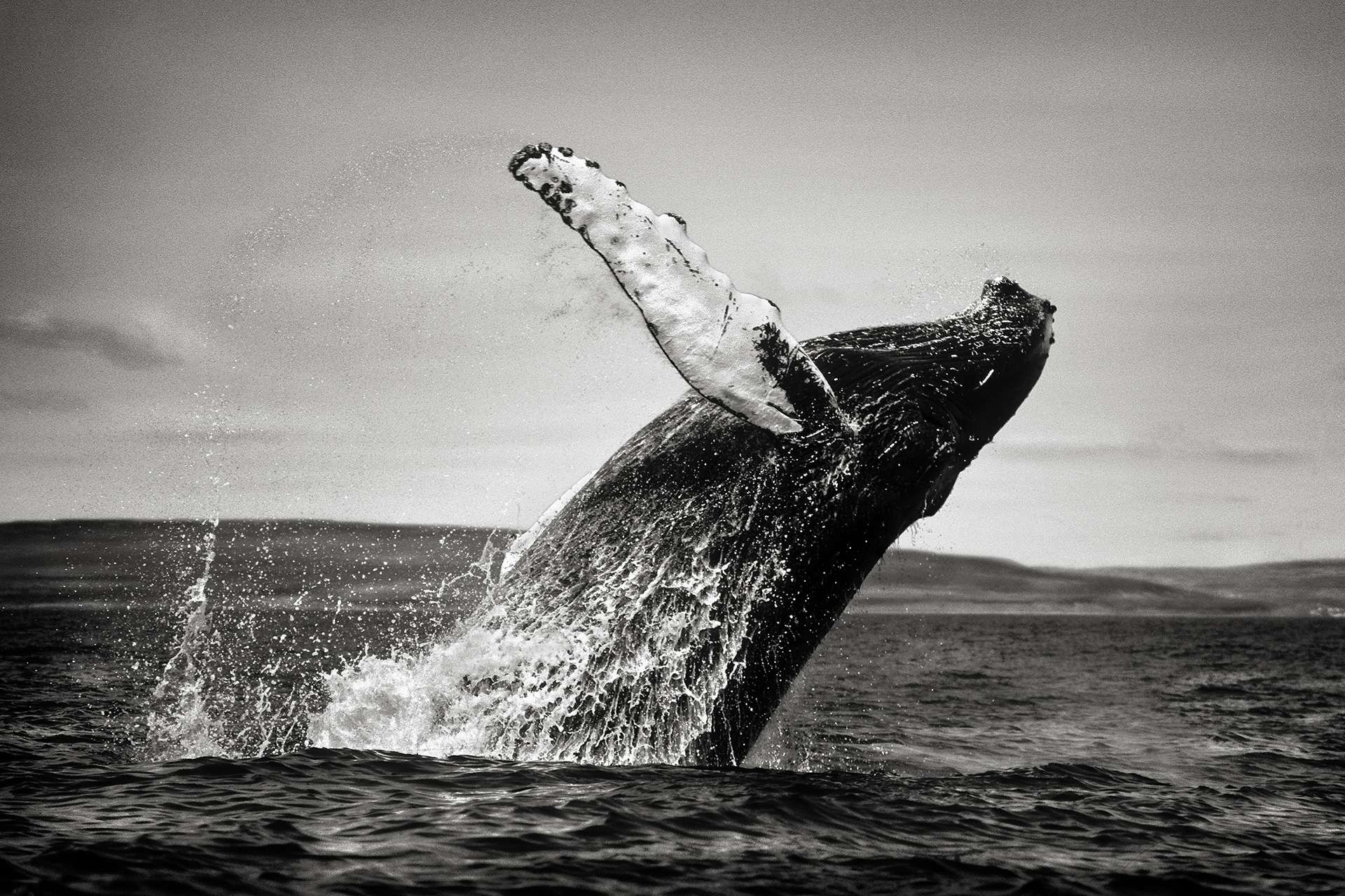 Photographie de Gilles Martin : baleine à bosse du Labrador, Struggle for life