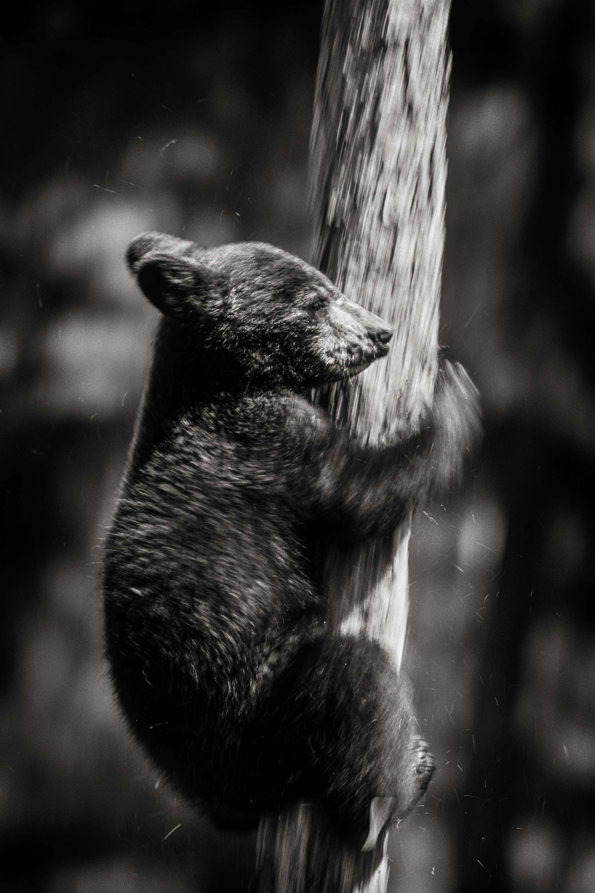 Photographie de Gilles Martin : ours noir du Canada, Struggle for life