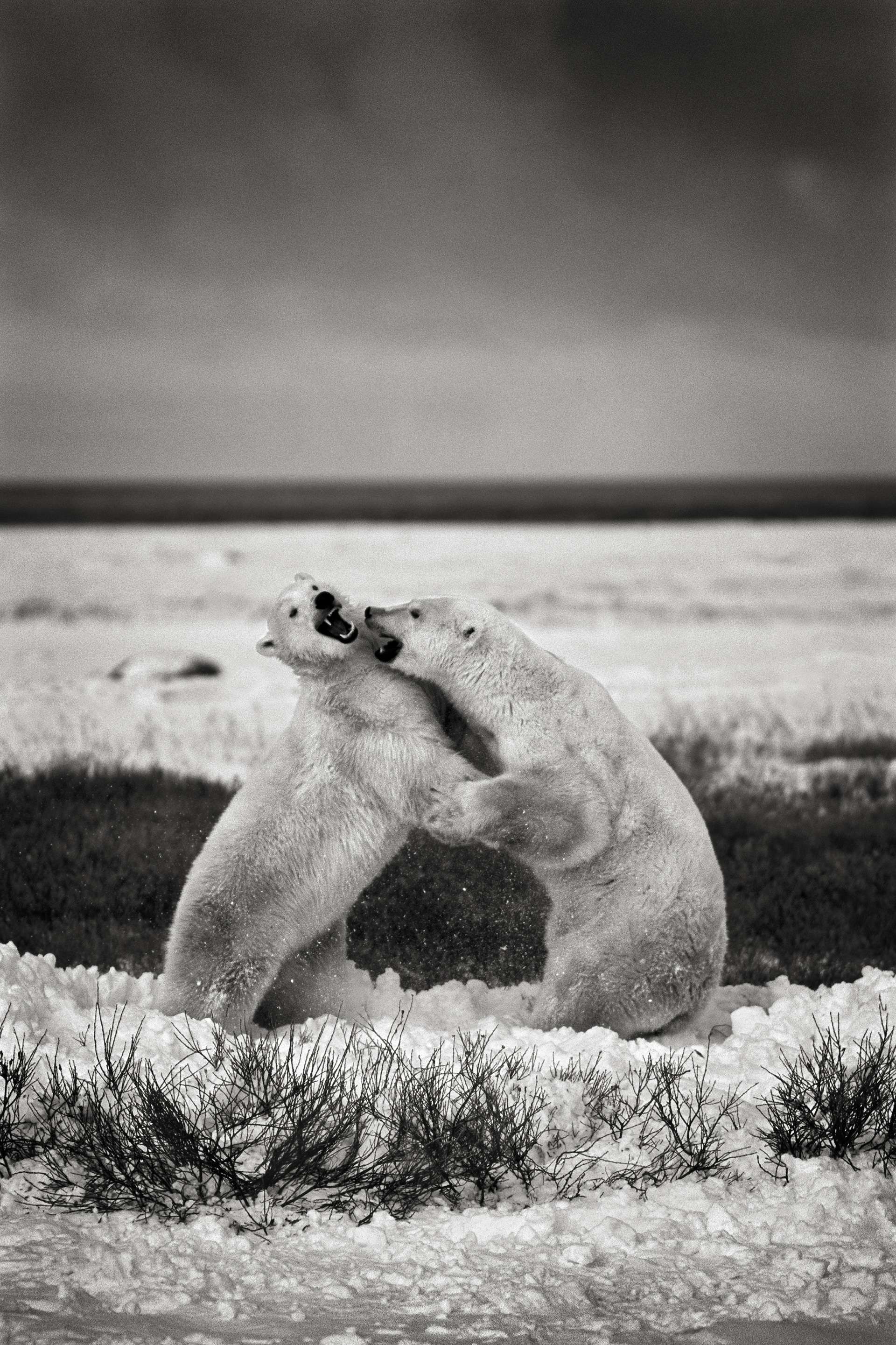 Photographie de Gilles Martin : ours blanc du Canada, Struggle for life