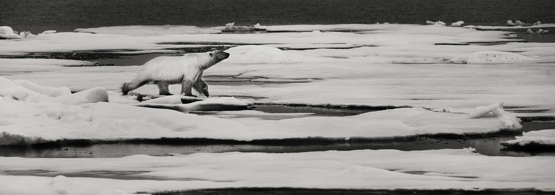 Photographie de Gilles Martin : ours blanc de Svalbard, Struggle for life