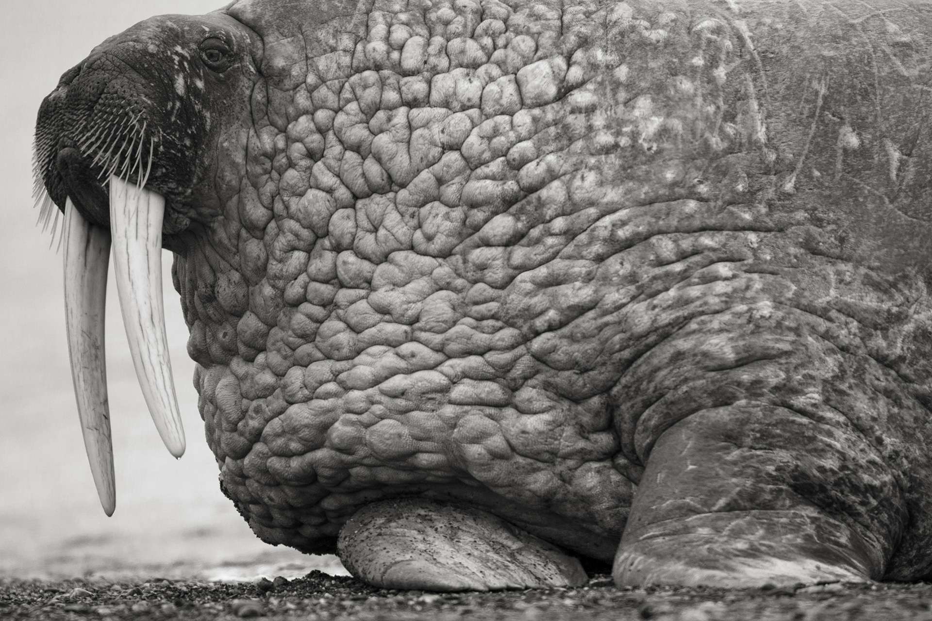 Gilles Martin's photograph : walrus from Svalbard, Struggle for life